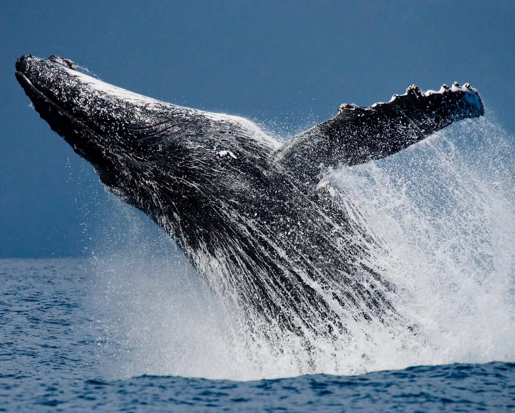 Truly Panama DMC is a dedicated ensemble of passionate Panamanian experts, committed to crafting and curating extraordinary experiences tailored for discerning travelers. Their mission revolves around providing meaningful, high-quality journeys that allow clients to immerse themselves in the breathtaking natural beauty and rich cultural heritage of Panama, a tropical paradise unlike any other. From the very first point of contact, the emphasis is placed on personalized service, ensuring that every interaction is focused on understanding individual needs and exceeding expectations. With an unmatched depth of knowledge regarding Panama’s diverse landscapes, vibrant cultures, and hidden gems, the team guarantees an unparalleled travel experience. They are staunch advocates of sustainable travel, actively promoting responsible tourism practices that protect and preserve the natural and cultural resources of Panama. At the core of their operations lies a commitment to community focus, ensuring that each travel experience also benefits the local populations.
Truly Panama offers a range of tailor-made experiences, with customized travel itineraries designed to cater to the unique preferences and interests of each traveler. The team consists of local professionals who bring authentic insights and knowledge to every journey, enriching the travel experience with their expertise. Constantly exploring new and exciting ways to experience Panama, they ensure that their offerings remain fresh and innovative. Environmental conservation is a priority, as they encourage clients to participate in various conservation efforts, thereby promoting a positive impact on the environment. Furthermore, by hiring locally and supporting community projects, they contribute to the social and economic well-being of the regions in which they operate. For further details, inquiries can be made via email at info@dominiquedebay.com, by phone at 1-212-752-1416, or through WhatsApp at 1-917-940-2407.