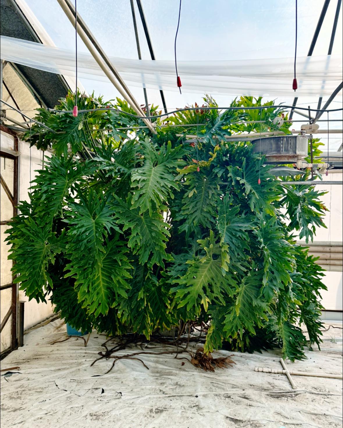 Meet Phyllis, the philodendron! Phyllis has been a member of the Ward family for over 40 years! She used to be hauled to Orpha and Jack’s home every spring, then returned to the greenhouse for safe keeping every fall. Phyllis decided put down roots (literally) and made Ward’s her permanent residence many years ago.