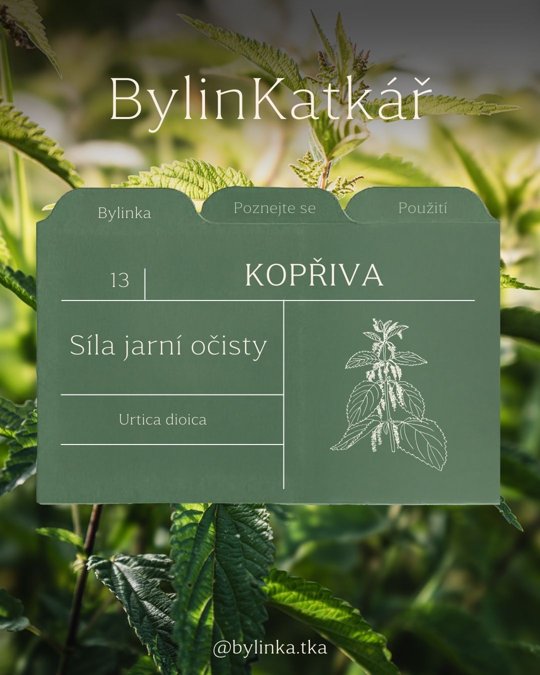 Březen patří kopřivě 🌿
Možná ji vnímáš jako obyčejný plevel.
Ale právě teď, na jaře, má obrovskou sílu.
Kopřiva je jednou z nejvýživnějších bylin, které u nás rostou.
Podporuje přirozenou očistu těla, játra i lymfu a pomáhá vrátit energii po zimě.
Je bohatá na minerály, podporuje tvorbu krve
a tradičně se využívá i při jarní únavě nebo alergiích.
V novém díle BylinKatkáře najdeš:
🌿 její historii
🌿 léčivé účinky
🌿 kdy a kde ji sbírat
🌿 jak ji využít v kuchyni i péči o tělo
🌿 i jednoduchý recept z mého e-booku Velký průvodce jarním detoxem - https://www.bylinkatka.com/e-book/ebook-jarni-detox
A co ty? Používáš kopřivu spíš na čaj, do polévky, nebo jako vlasový oplach?
Poděl se o své zkušenosti v komentáři. Těším se! 🌿🤍
#bylinkatka #bylinkatkar #kopriva #jarniocista #bylinky #prirozenapece #zenskezdravi