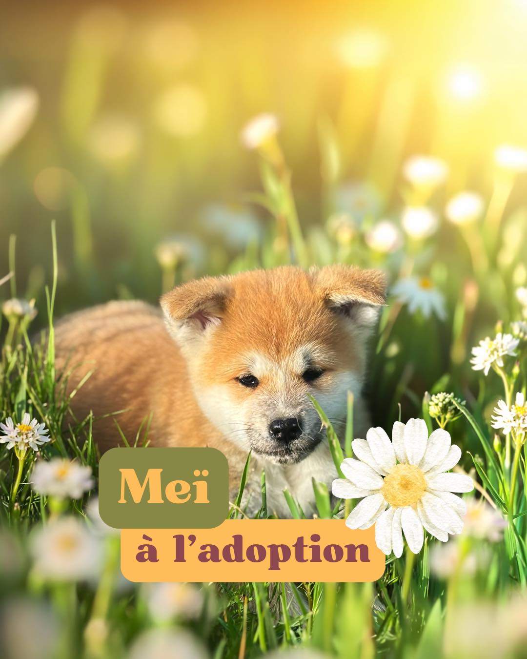 🌼Meï cherche sa famille pour la vie !🌼
Cette adorable petite Akita Inu au regard doux et au cœur tendre est prête à rejoindre son futur foyer 🏡💛
✨ Meï est :
– Douce, curieuse et joueuse
– Élevée dans un environnement familial
– Habituée aux bruits du quotidien
– Issue de parents testés et équilibrés
📍 Disponible à l’adoption à Valence (Drôme)
📩 Pour plus d’infos, envoyez-nous un message privé ou consultez notre page ➡️ @akita_inu_esprit_du_kitsune
🧡 Offrez-lui l’amour et la stabilité qu’elle mérite 🐕
#AkitaInu #AdoptionAkita #ElevageAkita #ChiotAkita #Meï #AdoptionChiot #AkitaInuFrance #AkitaInuLovers #EspritDuKitsune #ChiotDisponible #Valence #AkitaLove #AkitaLovers