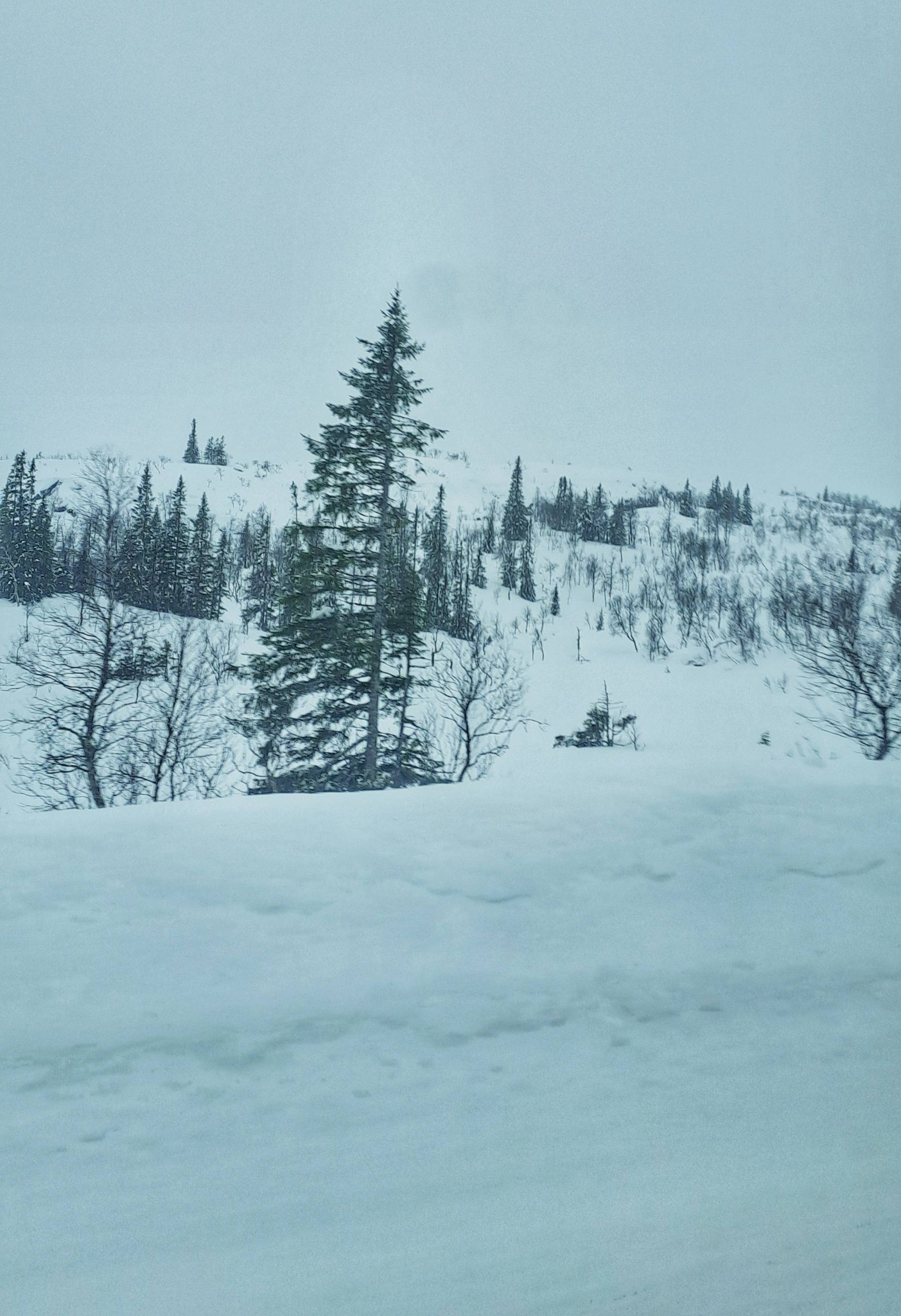 Through the snow and ice, our DKS concert tour continues 🎵🎶🎵⚜️⚜️
#EKINO
❄️❄️