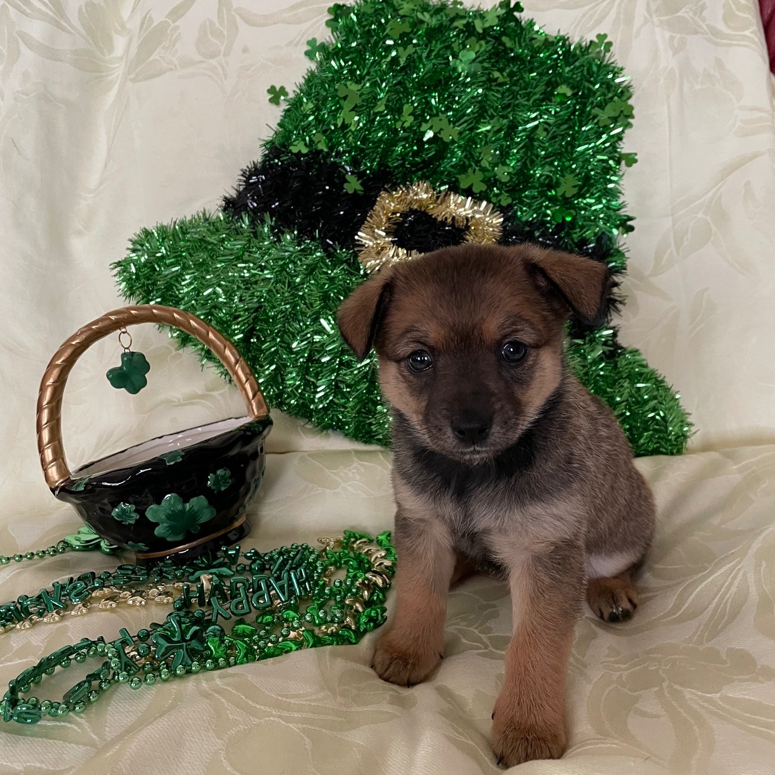 It's nearly spring, so that means puppy and kitten season is just around the corner.
Here at Red Waggin' Rescue, we're getting started a little early with the Honey Bee Litter!
These four cute puppies, Rosa, Daisy, Ivy, and Trilly, will be available for adoption. They're part Chihuahua and part ???
Check out their Petfinder profile here: https://www.petfinder.com/dog/puppies-homes-needed-available-april-1-7e484b12-51bd-4002-a9f9-031857e42ff4/wa/kirkland/red-waggin-rescue-wa576/details/
#redwagginrescue #connellpetrescue