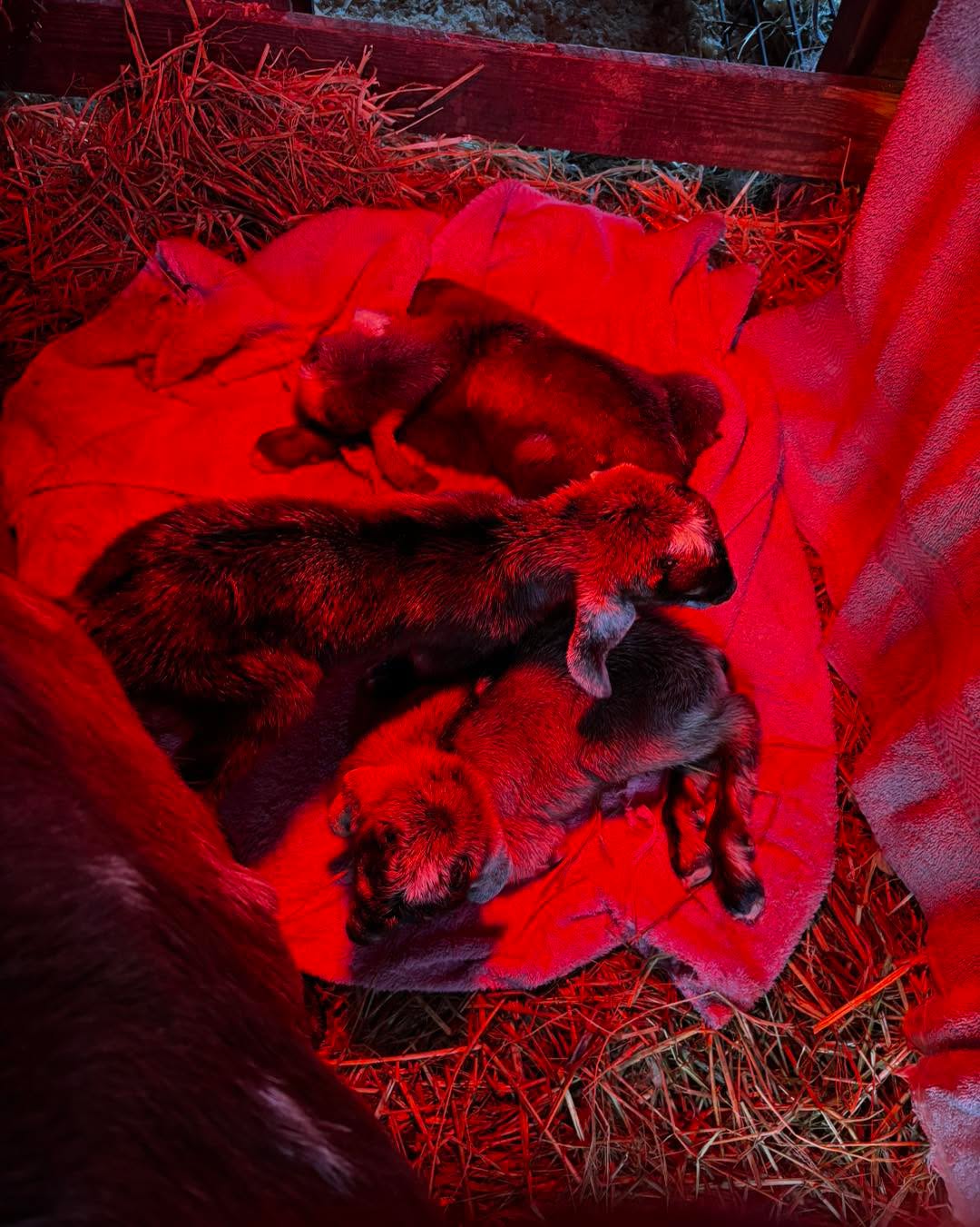 Triplets for Sparrow! boy-girl-boy Check out the cool color of this guy!