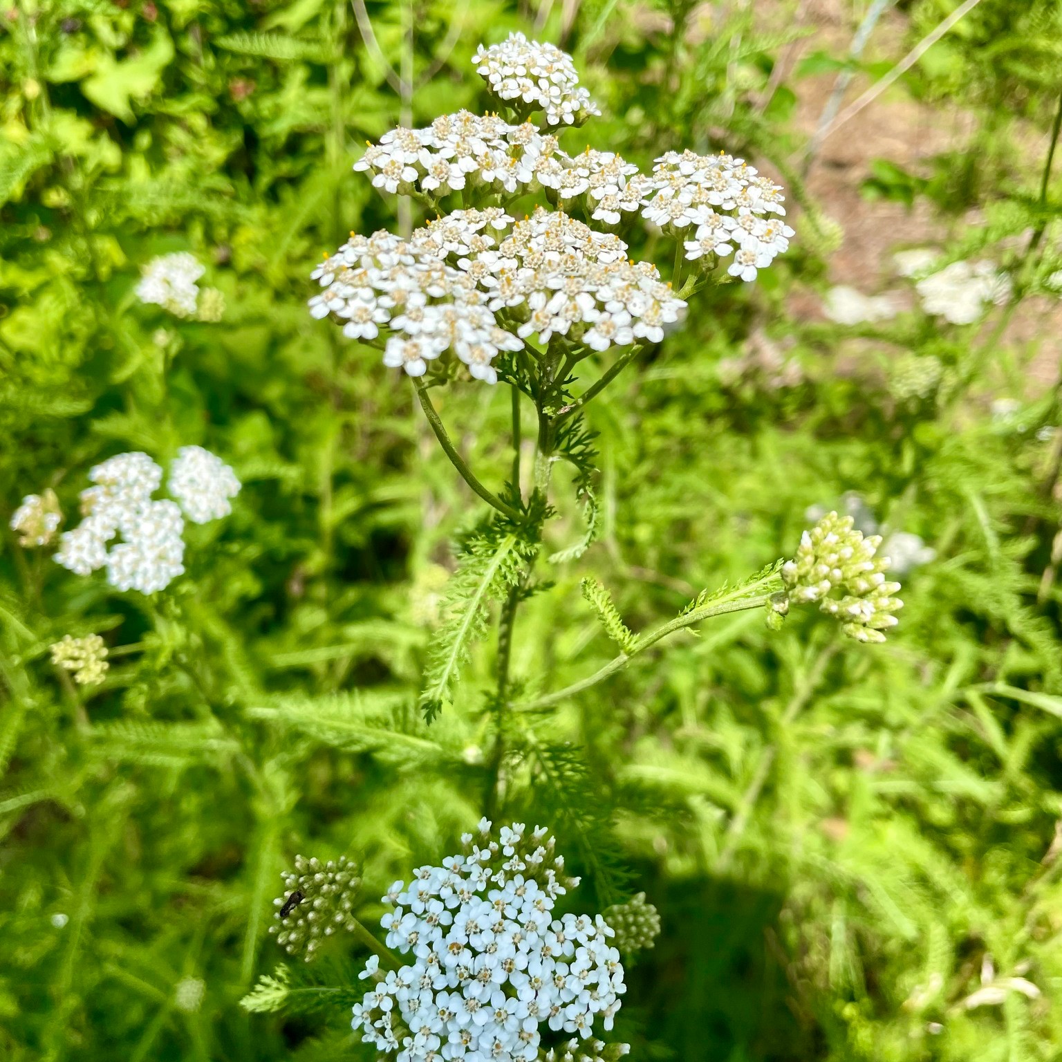 The theme of this year's World Wildlife Day is medicinal and aromatic plants, which are essential for human health and ecological balance. They also happen to be some of our favorites!
The indigenous Lenape people who lived (and still live) on this land know how useful these plants are, and it's not just something of the past. You can find plant allies all over the landscape if you know where to look. Yarrow, sumac, witch hazel, sweet pepper bush, and echinacea are just a few of the fascinating medicinal plant species that thrive at TLCNJ's preserves.