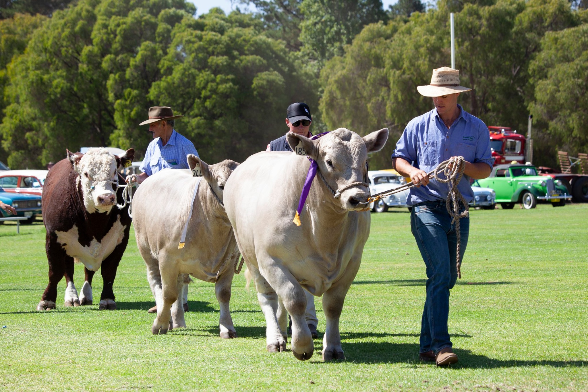 The countdown is on for one of the Southern Forests’ favourite annual traditions, the Warren District Agricultural Show! 🌾🐄
Experience livestock and equestrian competitions, agricultural challenges, vintage and farm machinery, hands-on farm activities, and trade and food stalls showcasing the best local produce, plus entertainment, side shows, and fun for the whole family.
One of the highlights again this year is the Young Farmer Challenge, where teams test their skills with classic farm tasks in a fast-paced and entertaining showdown.
📅 13–14 March 2026
📍 Warren District Agricultural Showgrounds, Rea Park, Johnson Street, Manjimup
A true celebration of the people, produce and agriculture that define the Southern Forests.
#GenuinelySouthernForests #SouthernForests #WarrenAgShow #SouthernForestsExperience @warrenagsociety