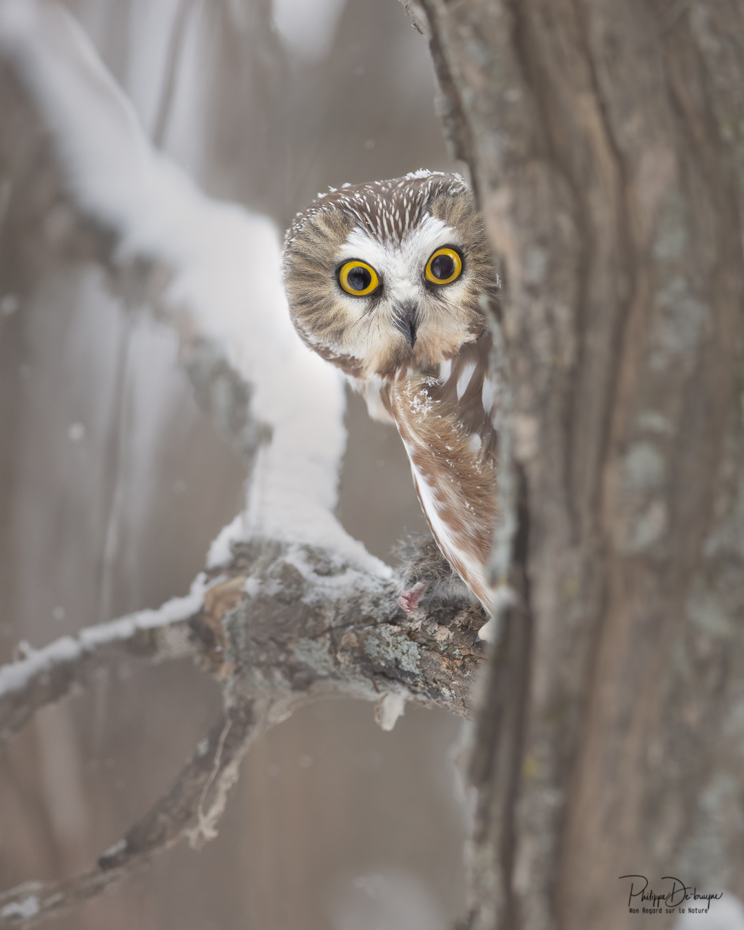 Coucou petite nyctale 🦉
Une de vos images favorites en impression !!
Philippe DE-BRUYNE© Mon regard sur la nature
#nature #wildlifephotography #owl The Owl & Nature Page