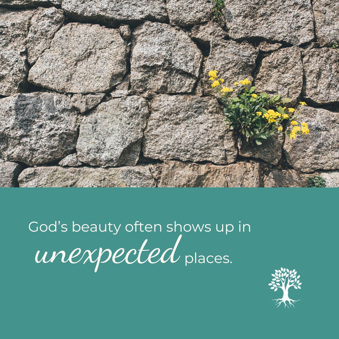 Even when life feels hard or uncertain, small reminders of God’s love can bloom where we least expect them. Take a moment to notice the beauty around you today.
#ChristianCounseling
#RootedHopeCounseling
#GodsCreation
#HopeBlooms
#FaithInEveryDay
#NatureHeals
#ResilientFaith