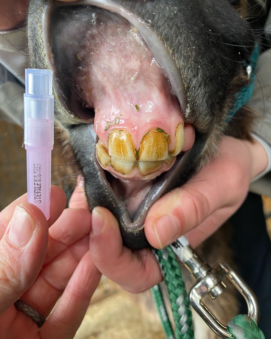 Look at the TINY teethies on this adorable mini donkey foal! We are in love ❤️
1" needle added for scale