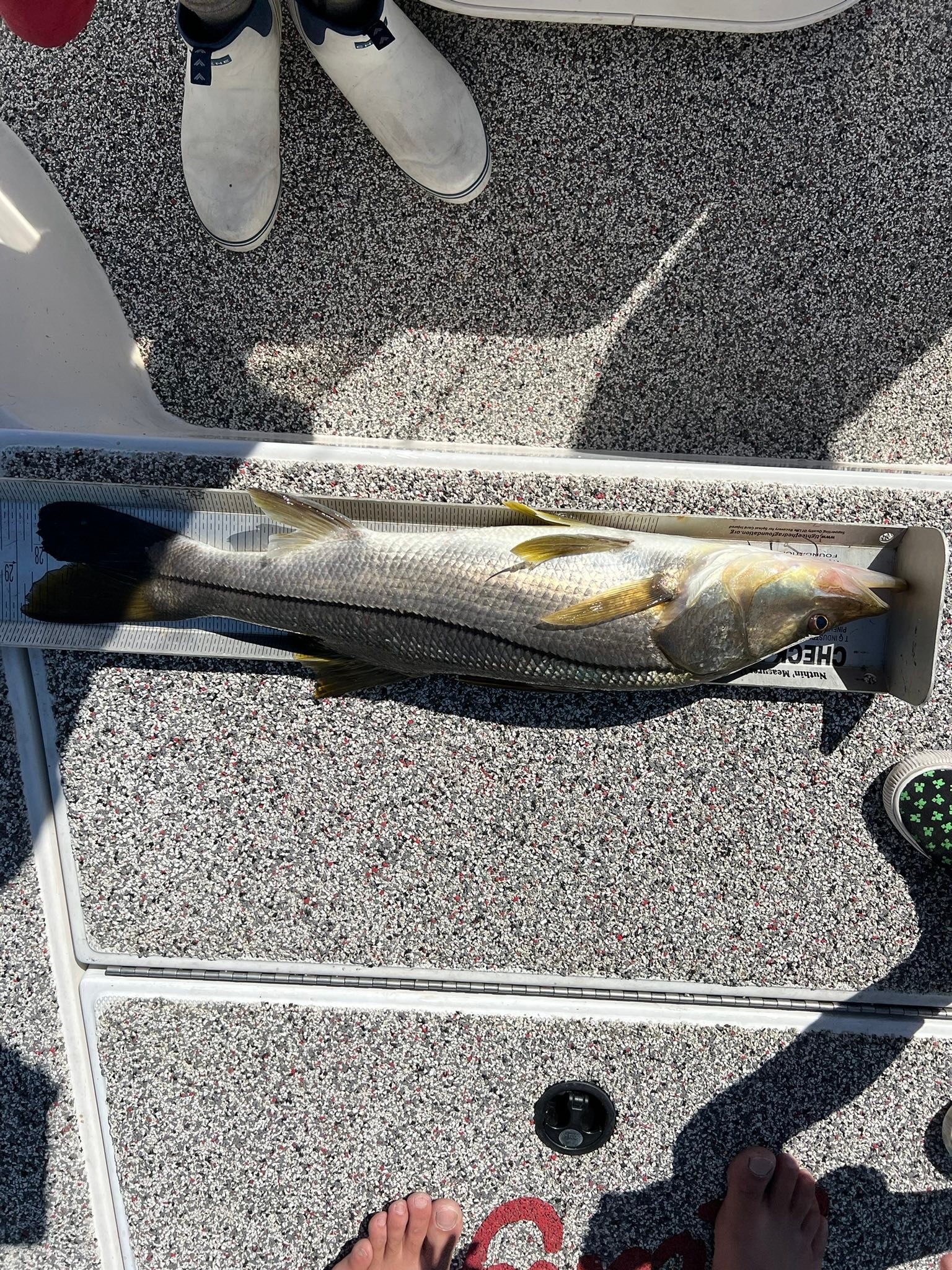 Fun for all this coming fall! Get ready to get tired of seeing people catch fish; fall frenzy has arrived!
@highlight
Slobby Joe Charters
813-624-8000
Slobbyjoecharters.com