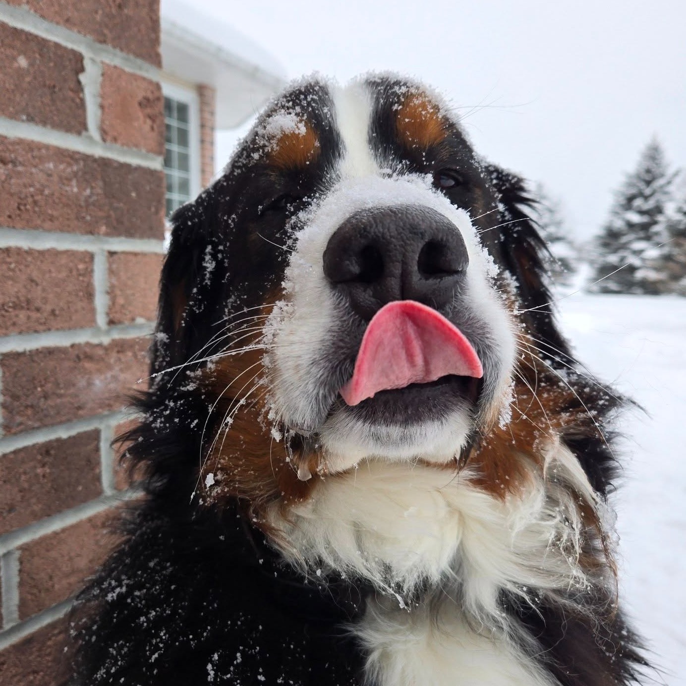 😛 Happy TOT Blueberries! 😛
As you get outside with your pets in this warmer weather, don't forget to snap those TOT shots! Keep sending us your adorable photos 💙☀️
☎️ 613-264-2689 (Call or TEXT)
📱 info@blueberrycreekvet.ca
#TOT #blueberrycreekvet #vetmed #petsofperthontario #funnypets #cutepets #vetmedhumour #marchvibes #petlove
