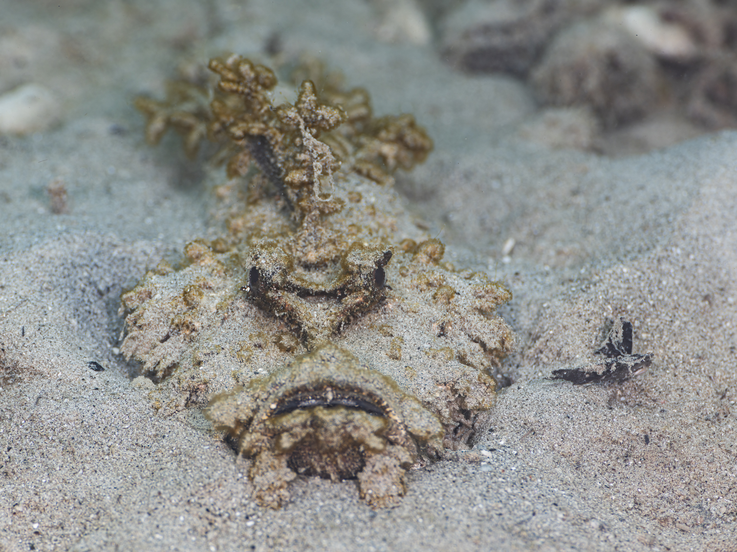 ๐๐ข๐ฏ๐ ๐๐จ๐ โ ๐๐๐ญ๐ฎ๐ซ๐๐๐ฒ ๐๐๐ญ๐ก / ๐๐ฎ๐ง๐๐๐ฒ ๐๐๐ญ๐ก ๐
๐๐๐ซ๐ฎ๐๐ซ๐ฒ
Of course the critter spotters spent valentineโs day underwater! It is our happy place!
Some shots from that weekend.
Dive 14.2
116 Min
Max depth 18.0m, avg depth 6.1m
Water temp: 29 ยฐ c
Dive 15.2
101Min
Max depth 14.67m, avg depth 6.7m
Water temp: 29 ยฐ c
There is another world waiting to be discovered underwater at Havannah Harbour, Vanuatu!
Cheers from John and Sandy
๐๐๐.๐ฐ๐ฟ๐ถ๐๐๐ฒ๐ฟ๐๐ฝ๐ผ๐๐๐ฒ๐ฟ.๐ฐ๐ผ๐บ
Dive and stay:
๐ต๐๐๐ฝ๐://๐ฎ๐ถ๐ฟ๐ฏ๐ป๐ฏ.๐ฐ๐ผ๐บ/๐ต/๐ธ๐ฎ๐ฟ๐บ๐ฎ๐๐ฎ๐๐ฒ๐ฟ๐
#VanuatuMoments #DiveVanuatu #KarmaWatersVanuatu #marinelife