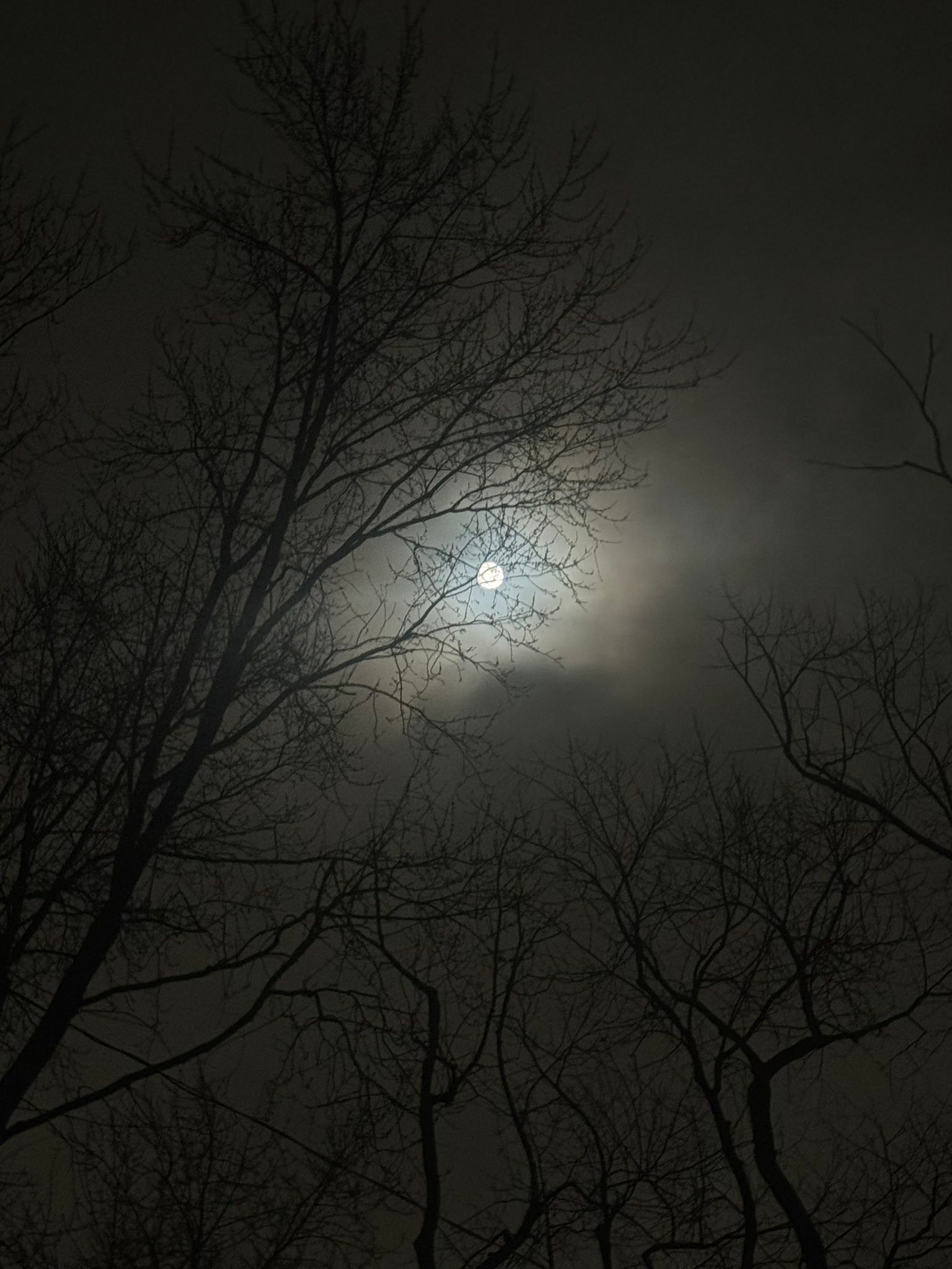 The Full moon looked amazing from my backyard ✨🙌🏼🌕