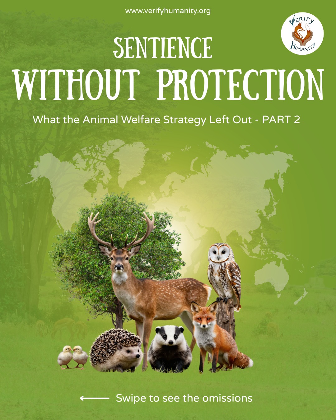 Remember those Animal Welfare Strategy omissions we mentioned? Turns out, there's more. Because why stop at two when you can leave out an entire category of sentient beings?
MALE CHICK CULLING ๐ฃ
Millions of day-old male chicks are culled every year because they can't lay eggs. MP Kerry McCarthy talked about "sexing of the 40 million to 45 million male chicks that are slaughtered each year within a day of their birth" Europe is phasing this out. The UK strategy? Radio silence.
WILDLIFE CRIMES NOT NOTIFIABLE ๐ฆก
Badger baiting? Hare coursing? Brutal, yes. Officially tracked? Nope. Apparently, if we don't write it down, it didn't happen. MP Vikki Slade mentioned "The consistent refusal, despite many questions in Parliament and in writing, to make wildlife crimes notifiable. It is ridiculous that people who commit crimes against wild animals are treated less harshly than those who commit crimes against our pets"
If we recognise sentience, we need to protect it. Swipe to see what's missing, help us close the loopholes.
๐ง Email your MP (again, yes!)
๐ข Share this (momentum matters)
#Sentience #AnimalRights #ChickCulling #Protect #UKPolitics
SOURCES
Egg Sexing Technology Research: https://www.verifyhumanity.org/egg-sexing-technologies
Animal Welfare Strategy: https://hansard.parliament.uk/commons/2026-01-21/debates/EC63BF37-555F-4ADB-94BD-266E8208D610/AnimalWelfareStrategyForEngland