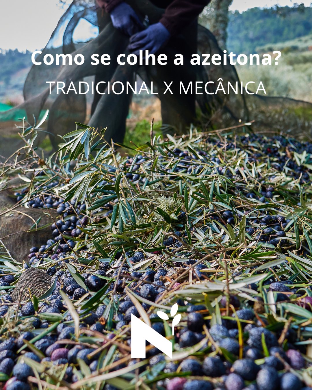 A colheita em Trás-os-Montes e Alto Douro é um ballet entre o passado e o futuro🚜🌿
Nas nossas encostas, a vara continua a ser a protagonista, num gesto que atravessa gerações para proteger as oliveiras que contam a nossa história. Já nos olivais modernos, a mecanização garante-nos a rapidez necessária para que a azeitona chegue ao lagar no pico da sua frescura.
👉 Desliza para descobrir as diferenças.
#azeiteanorte #azeite #trasosmontes #altodouro #nortedeportugal #turismoanorte #turismodenatureza #turismorural #olivoturismo #oliveoilturism #turismogastronomico #gastronomia #gastronomy #oliveira #olivetree
#evoo #extravirginoliveoil #portugueseoliveoil #oliveoil #azeitedequalidade #produtoslocais #produtosportugueses #gastronomiaportugesa #cozinhaportugesa #alimentacaosaudavel #healthyfood #saboresdeportugal #portugueseproducts #olivegrove