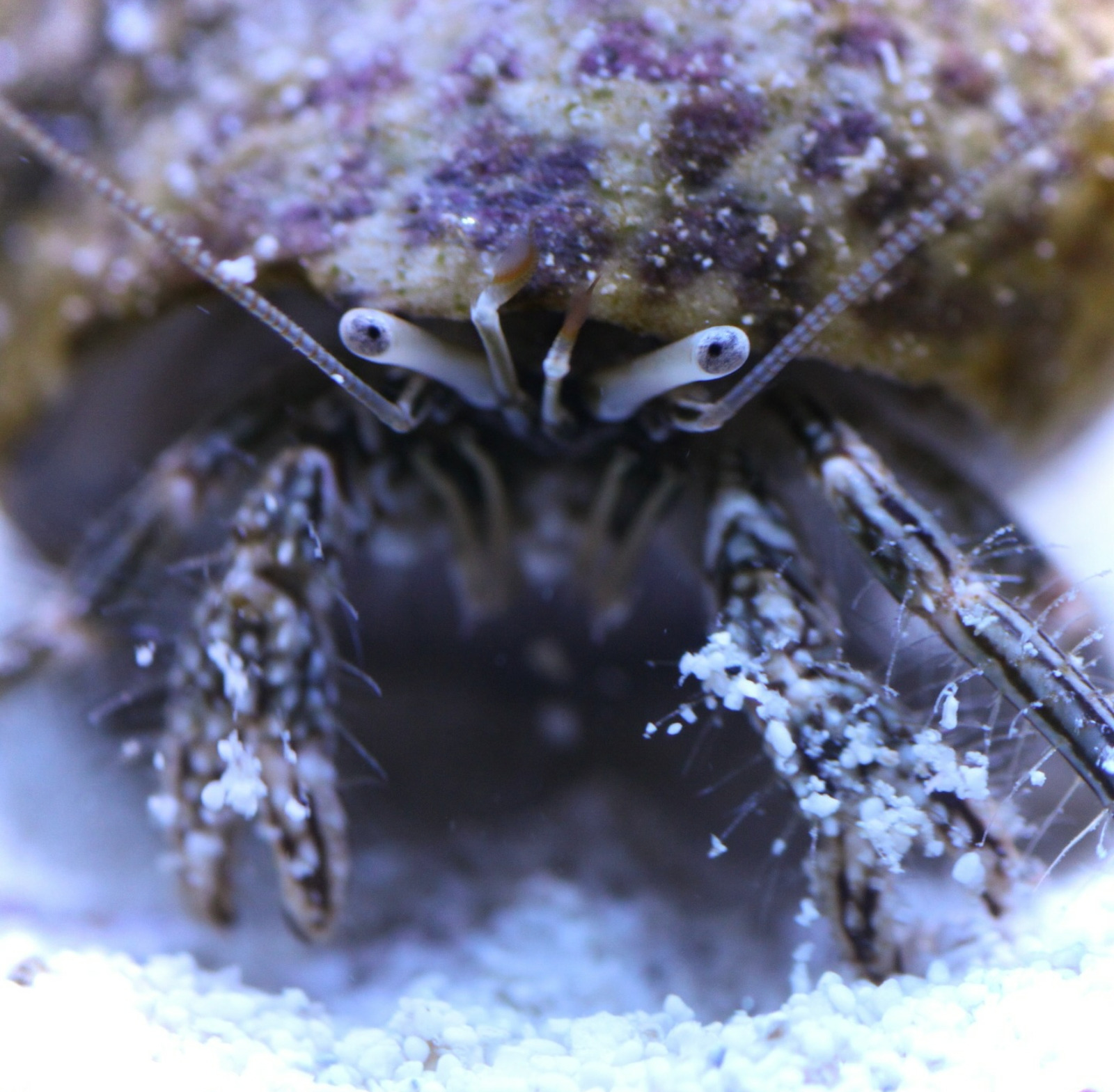 #tropicmarintanks
beautiful shot from @chocolatine_reefer 😍
You use our products and want to get reposted? Tag your post with #tropicmarintanks.
#tropicmarintanks #tropicmarin #tropic_marin
#eatsleepreef #allmymoneygoestocoral #reefporn #coralporn #reefaholics #aquarium #saltwateraquarium #nanoreef #reeftanks #euroreefers #reef2reef #reefers4reefers #vitaminsea #seafari
@tropicmarinusa @tropic_marin_br @tropic_marinarg @tropicmarinperu @aquarium_planet_cr @scireef @aqua.united.gmbh