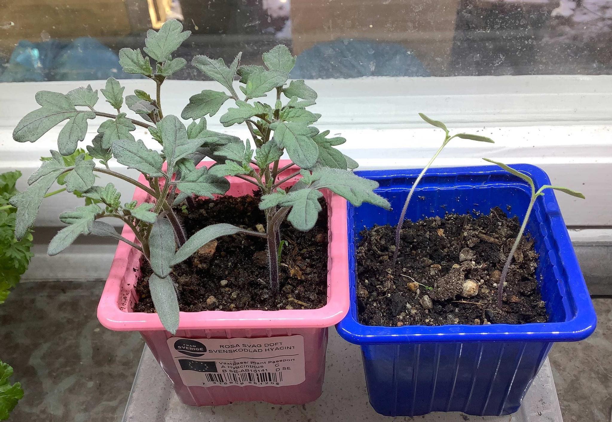 Är det nödvändigt med belysning? 🤔
På bilden ser ni två krukor med tomater. De är av samma sort, har samma sorts jord och grodde samma dag. Den ena krukan har fått extra belysning i form av en ledramp som hänger 5cm över plantorna och den andra har stått i ett österfönster.
Bilden fick jag av Lotta som är med i en av alla trädgårdsgrupper på Facebook som jag också är med i. Det finns så mycket att lära och så mycket kunnigt folk där ute!
Hon driver också en hemsida med så mycket matnyttig information!
Hon har en bra artikel om växtbelysning:
https://gronarader.se/odla-inomhus/snabbguide-for-dig-som-ska-skaffa-vaxtbelysning/
Hon har även en artikel om vanliga nybörjarfel när man förkultiverar:
https://gronarader.se/tradgard/vanliga-nyborjarfel-nar-man-forkultiverar/?fbclid=IwAR2yNGmsVfAqKk83kEw02AqM4Xt8DH4IRwmJjzln_JrZh3CFGH0eibyaTlQ
För tips för era frösådder, ladda ner appen Mitt Trädgårdsår! Finns en gratisversion att prova på. ☺
Trevlig läsning!
#odlaätbart #köksträdgård #trädgårdsinspiration #trädgårdskalender #växtbelyning