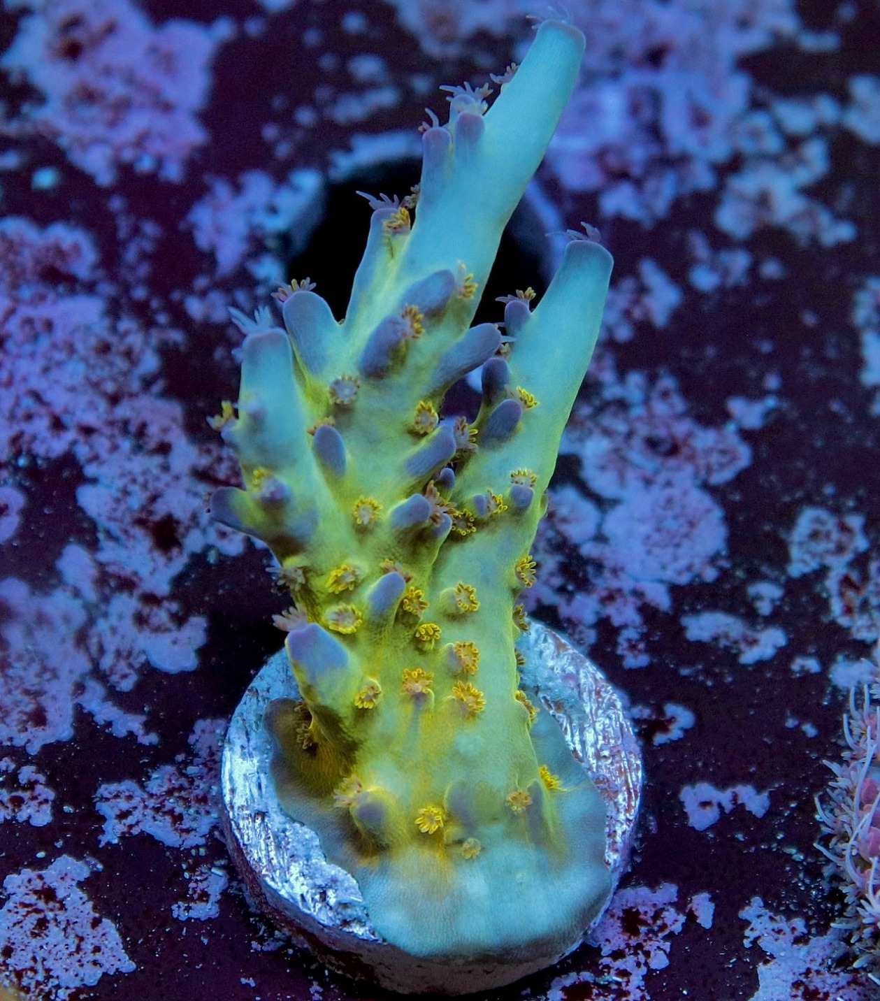 #tropicmarintanks
Beautiful coral from @leonardos_reef 💛
Show us your corals!
#tropicmarintanks #tropicmarin #tropic_marin
#eatsleepreef #allmymoneygoestocoral #reefporn #coralporn #reefaholics #aquarium #saltwateraquarium #nanoreef #reeftanks #euroreefers #reef2reef #reefers4reefers #vitaminsea #seafari
@tropicmarinusa @tropic_marin_br @tropic_marinarg @tropicmarinperu @aquarium_planet_cr @scireef @aqua.united.gmbh