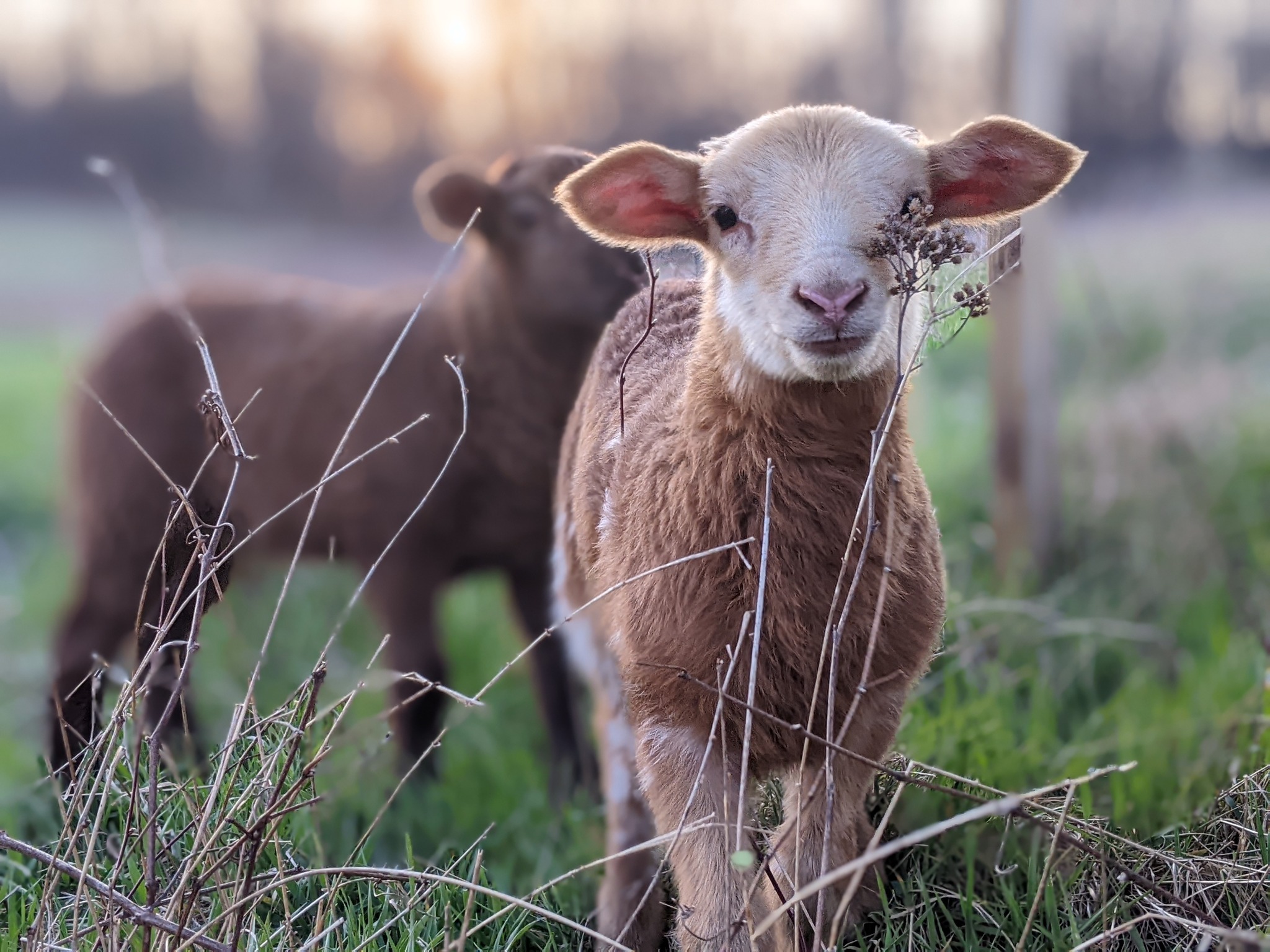 🐥 Come meet our chicks, lambs, and piglets this spring! Tour is concluded with a snack and story time in the barn.
🐑 April 3rd and 4th, several time slots available.
🐷 $18 child's ticket. Accompanying parent is free. Message us to inquire about a multi child discount, or to get on a waitlist. We may release more time slots.
🚜 Reserve your spot: southgatefarm.com/events