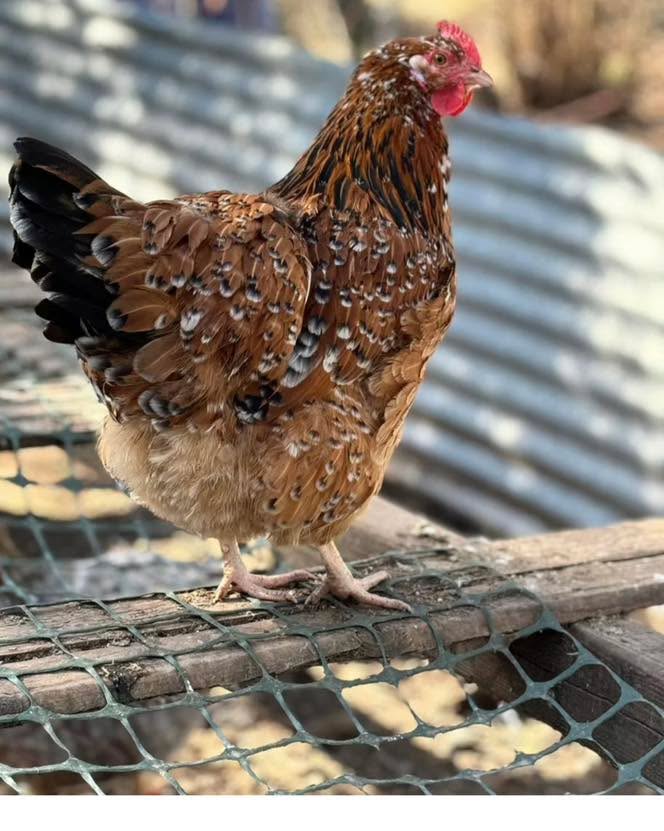 Palo Cedro ca Swedish flower hen chicks available-straight run/unsexed. These birds are so friendly and curious and such a beautiful variety of colors. I do also have two olive egger chicks available as well.