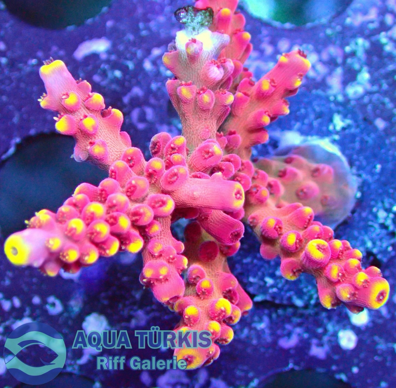 #tropicmarintanks
Very nice shot from @aquatuerkis 💗
Do you also have such great corals in your tank? Tag your post with #tropicmarintanks.
#tropicmarintanks #tropicmarin #tropic_marin
#eatsleepreef #allmymoneygoestocoral #reefporn #coralporn #reefaholics #aquarium #saltwateraquarium #nanoreef #reeftanks #euroreefers #reef2reef #reefers4reefers #vitaminsea #seafari
@tropicmarinusa @tropic_marin_br @tropic_marinarg @tropicmarinperu @aquarium_planet_cr @scireef @aqua.united.gmbh
