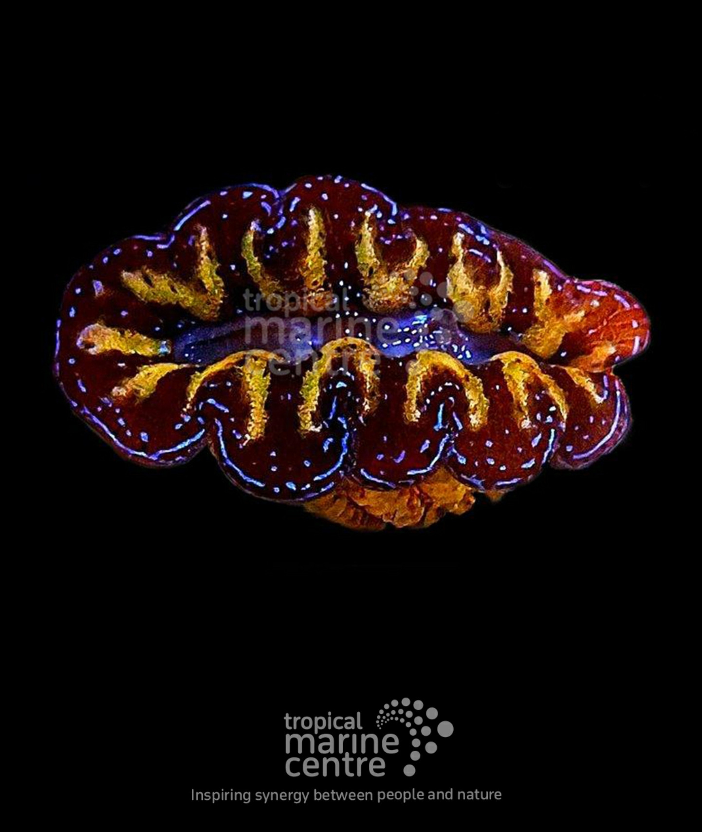 #tropicmarintanks
Very nice shot coral from @tropicalmarinecentre 🧡
Do you also have such great corals in your tank? Tag your post with #tropicmarintanks.
#tropicmarintanks #tropicmarin #tropic_marin
#eatsleepreef #allmymoneygoestocoral #reefporn #coralporn #reefaholics #aquarium #saltwateraquarium #nanoreef #reeftanks #euroreefers #reef2reef #reefers4reefers #vitaminsea #seafari
@tropicmarinusa @tropic_marin_br @tropic_marinarg @tropicmarinperu @aquarium_planet_cr @scireef @aqua.united.gmbh