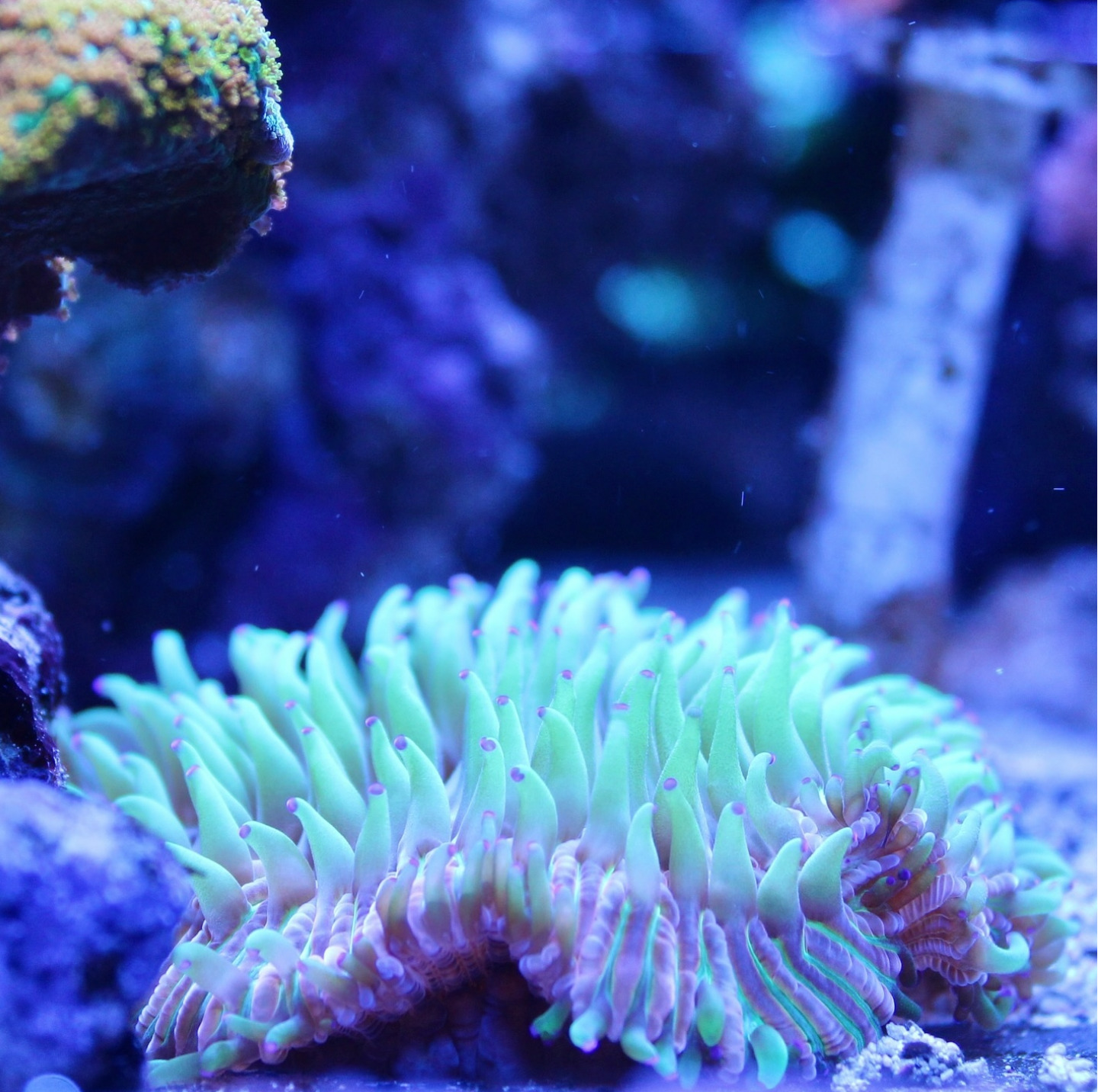 #tropicmarintanks
Beautiful shot from @yoorreef 😊
You use our products and want to get reposted? Tag your post with #tropicmarintanks.
#tropicmarintanks #tropicmarin #tropic_marin
#eatsleepreef #allmymoneygoestocoral #reefporn #coralporn #reefaholics #aquarium #saltwateraquarium #nanoreef #reeftanks #euroreefers #reef2reef #reefers4reefers #vitaminsea #seafari
@tropicmarinusa @tropic_marin_br @tropic_marinarg @tropicmarinperu @aquarium_planet_cr @scireef @aqua.united.gmbh