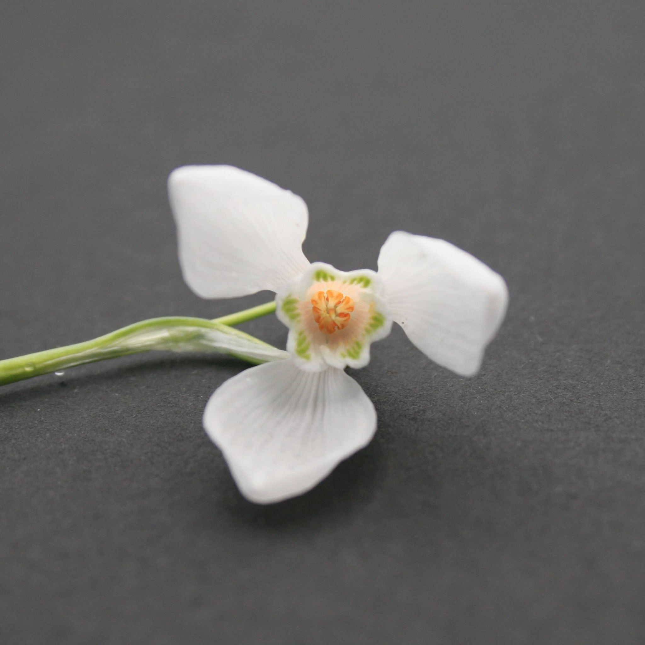 There are so many snowdrops and crocuses in Edinburgh just now. If you drive through the Meadows the grass at the sides of the road are full of crocuses which look so beautiful and definitely make the world feel a bit brighter.
It still amazes me that something so delicate and dainty as this snowdrop can withstand the cold and the snow of winter.