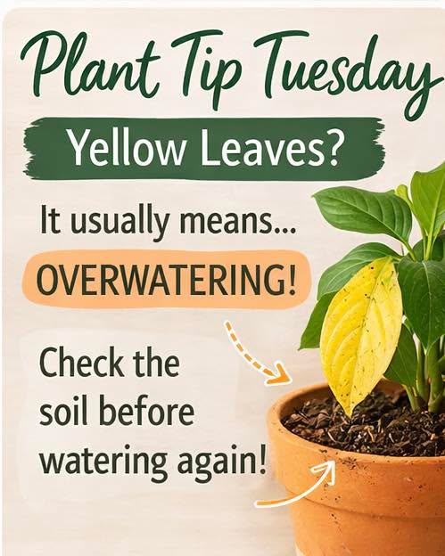 Your weekly plant tip brought to you by HB sisters. Visit us at www.hbsisters.com 🪴🌱🫶🏽
#planttipsandtricks #planttiptuesday #plantlover #hbsisters #plant #tips #planttips