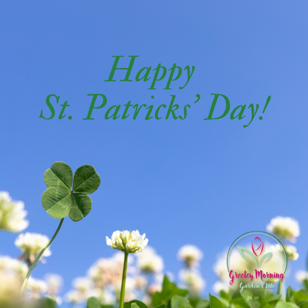 Happy St. Patrick's Day to all our green-thumbed friends! 🍀🌱
Today is the perfect day to celebrate all things GREEN. Did you know that the traditional Irish shamrock is actually a type of clover? As we get closer to the official start of spring, we are feeling extra lucky to share our love of nature and growing with the Greeley community.
May your gardens be green and your weeds be few! What green plants are you most excited to see pop up this spring? 🌼💚
#StPatricksDay #GreeleyGardenClub #GoGreen #Shamrock #GreeleyCO #SpringIsComing #GardenersOfInstagram #CommunityGarden