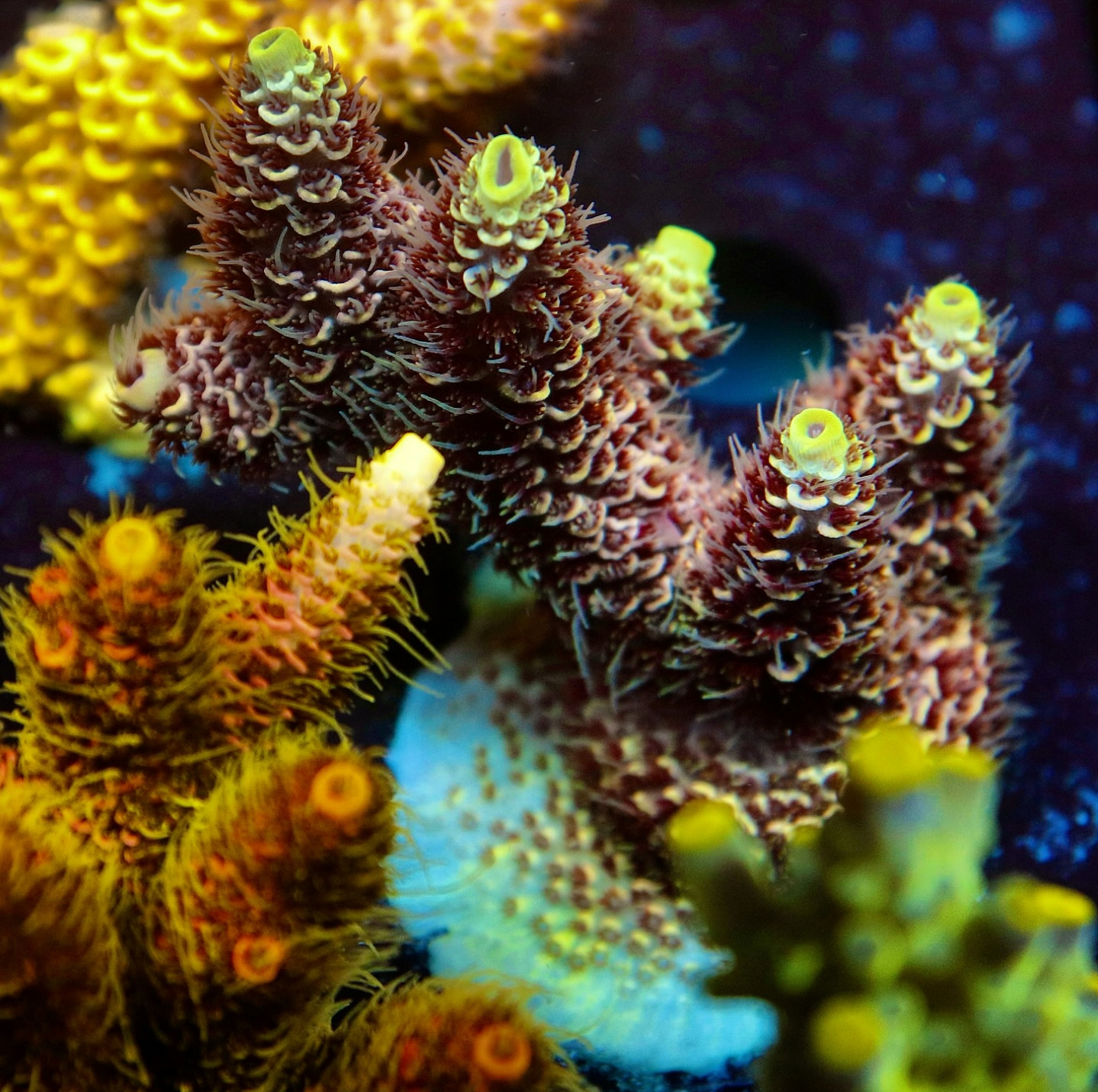 #tropicmarintanks
Beautiful shot from @leonardos_reef 😍
You use our products and want to get reposted? Tag your post with #tropicmarintanks.
#tropicmarintanks #tropicmarin #tropic_marin
#eatsleepreef #allmymoneygoestocoral #reefporn #coralporn #reefaholics #aquarium #saltwateraquarium #nanoreef #reeftanks #euroreefers #reef2reef #reefers4reefers #vitaminsea #seafari
@tropicmarinusa @tropic_marin_br @tropic_marinarg @tropicmarinperu @aquarium_planet_cr @scireef @aqua.united.gmbh