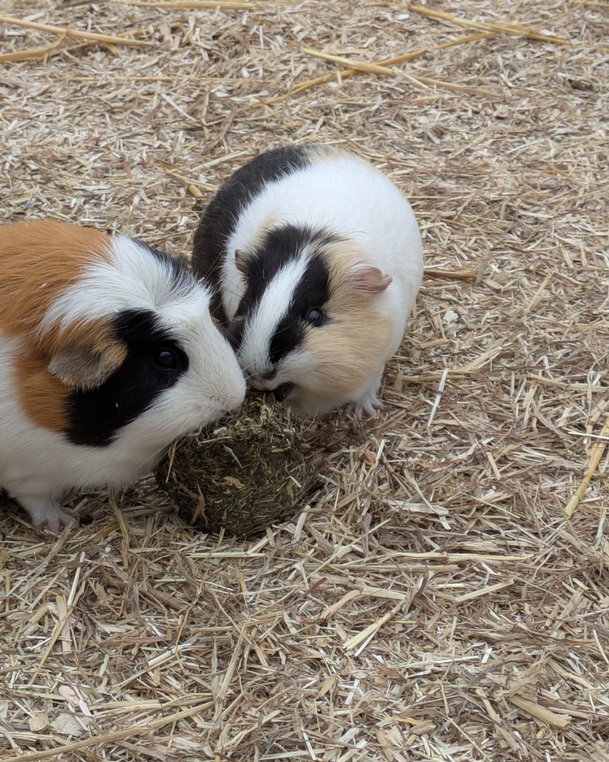 Sharing is caring !!