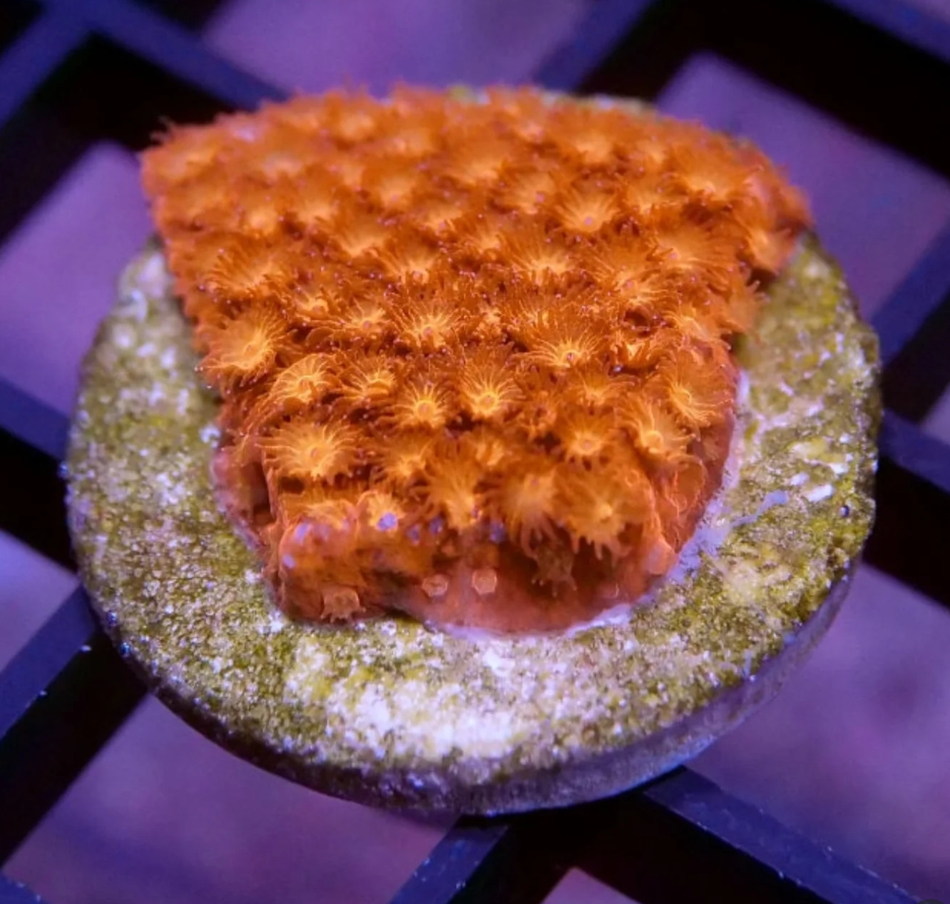 #tropicmarintanks
Amazing shot from @coralaxy 🧡
Show us your corals!
#tropicmarintanks #tropicmarin #tropic_marin
#eatsleepreef #allmymoneygoestocoral #reefporn #coralporn #reefaholics #aquarium #saltwateraquarium #nanoreef #reeftanks #euroreefers #reef2reef #reefers4reefers #vitaminsea #seafari
@tropicmarinusa @tropic_marin_br @tropic_marinarg @tropicmarinperu @aquarium_planet_cr @scireef @aqua.united.gmbh