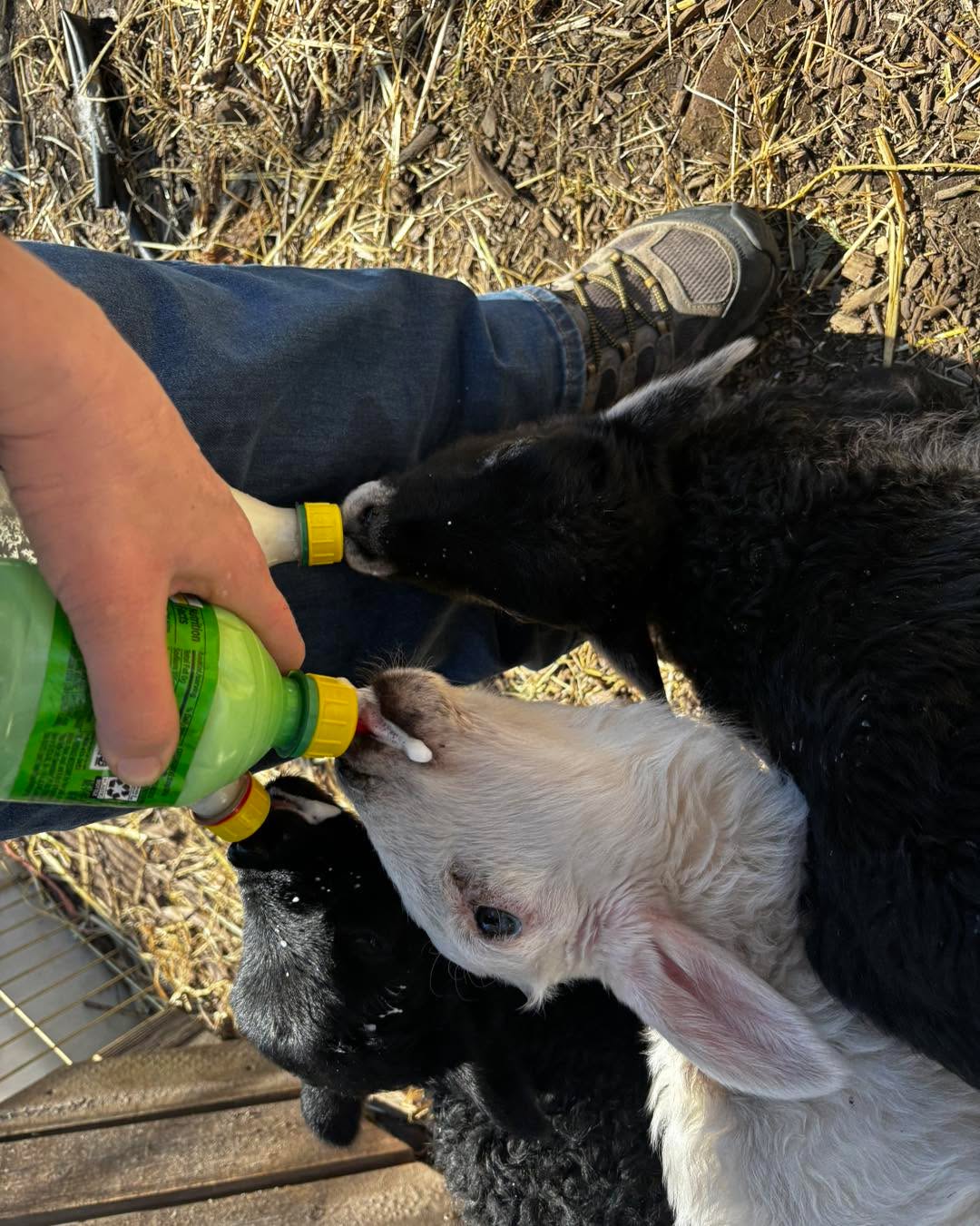 I got mad skilz;) 3 bottles 1 hand and some knees…. Side note. Feeding bucket comes in the mail this week:) lol