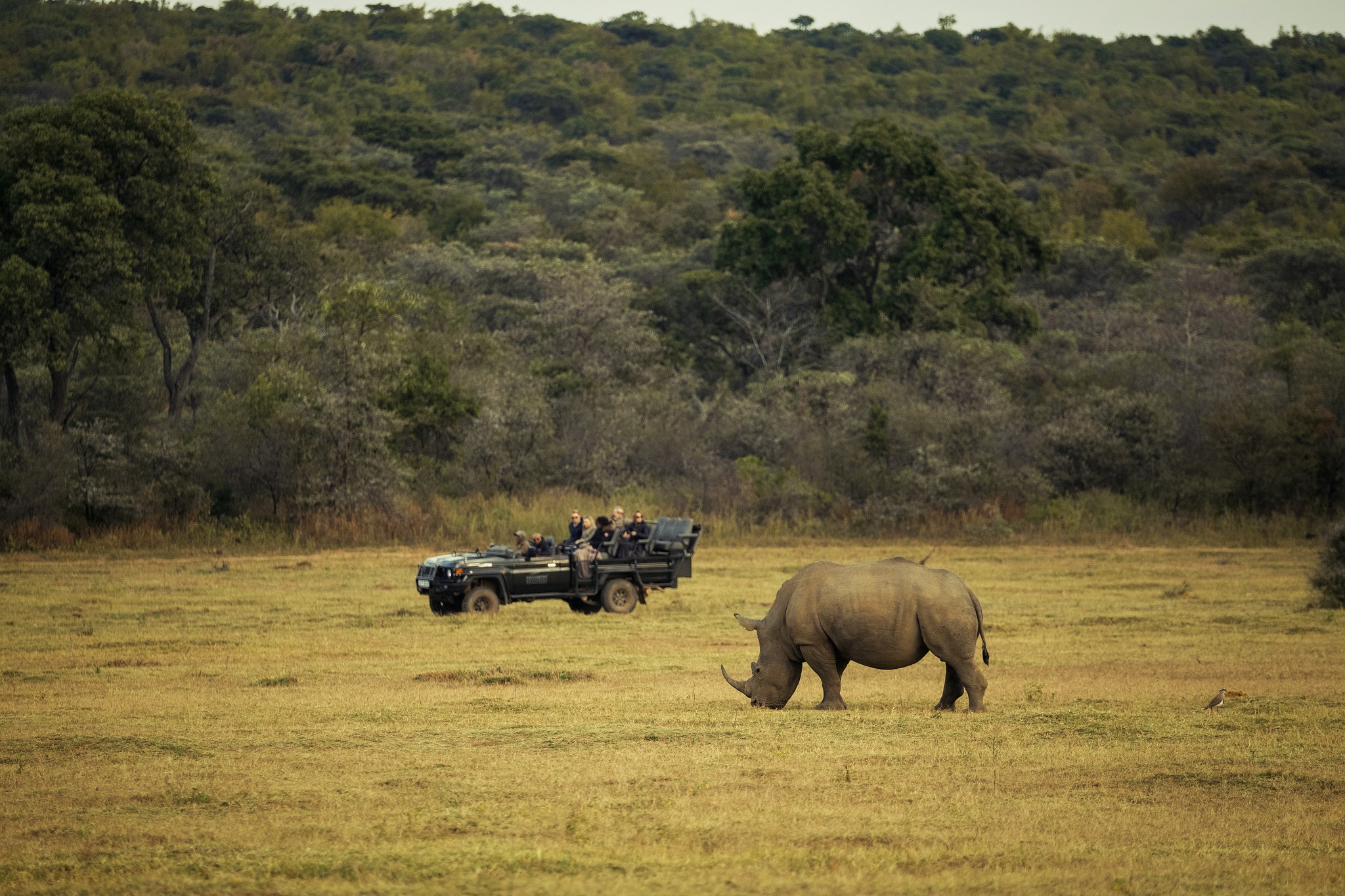 Out on game drive when the bush reveals one of its most iconic residents. The kind of encounter you will never forget.
#57Waterberg #GameDrive #RhinoSpotting #SafariAdventure