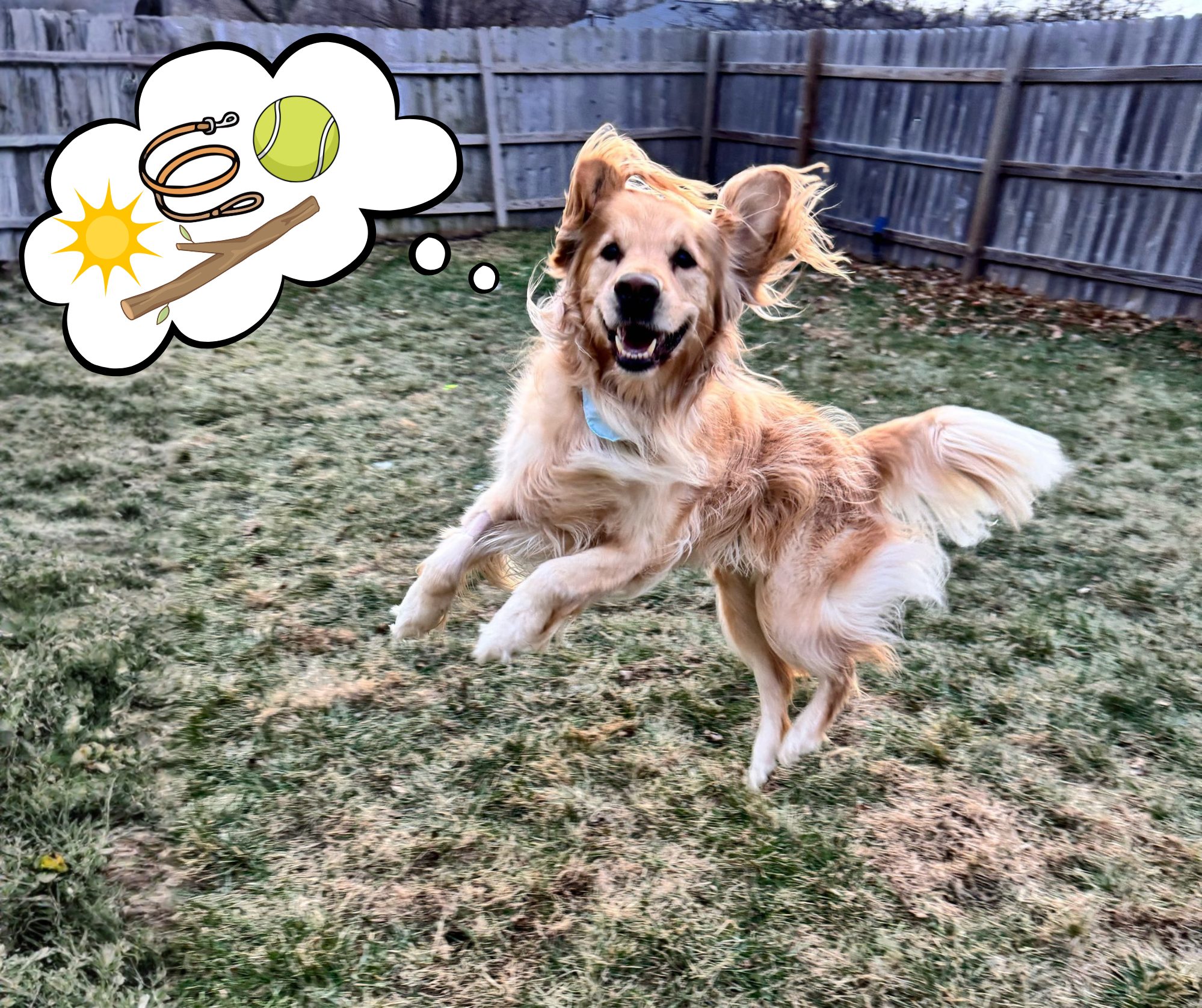 Our friend Bohdi Potato is daydreaming of sunny skies and warm, outdoor adventures ☀️💭
But warmer weather means fleas, ticks, and mosquitoes are waking up too …. 🦟🪳
Is your pet ready for spring? 🌷 Stop in and we’ll make sure they’re covered so all they have to worry about is chasing the ball!