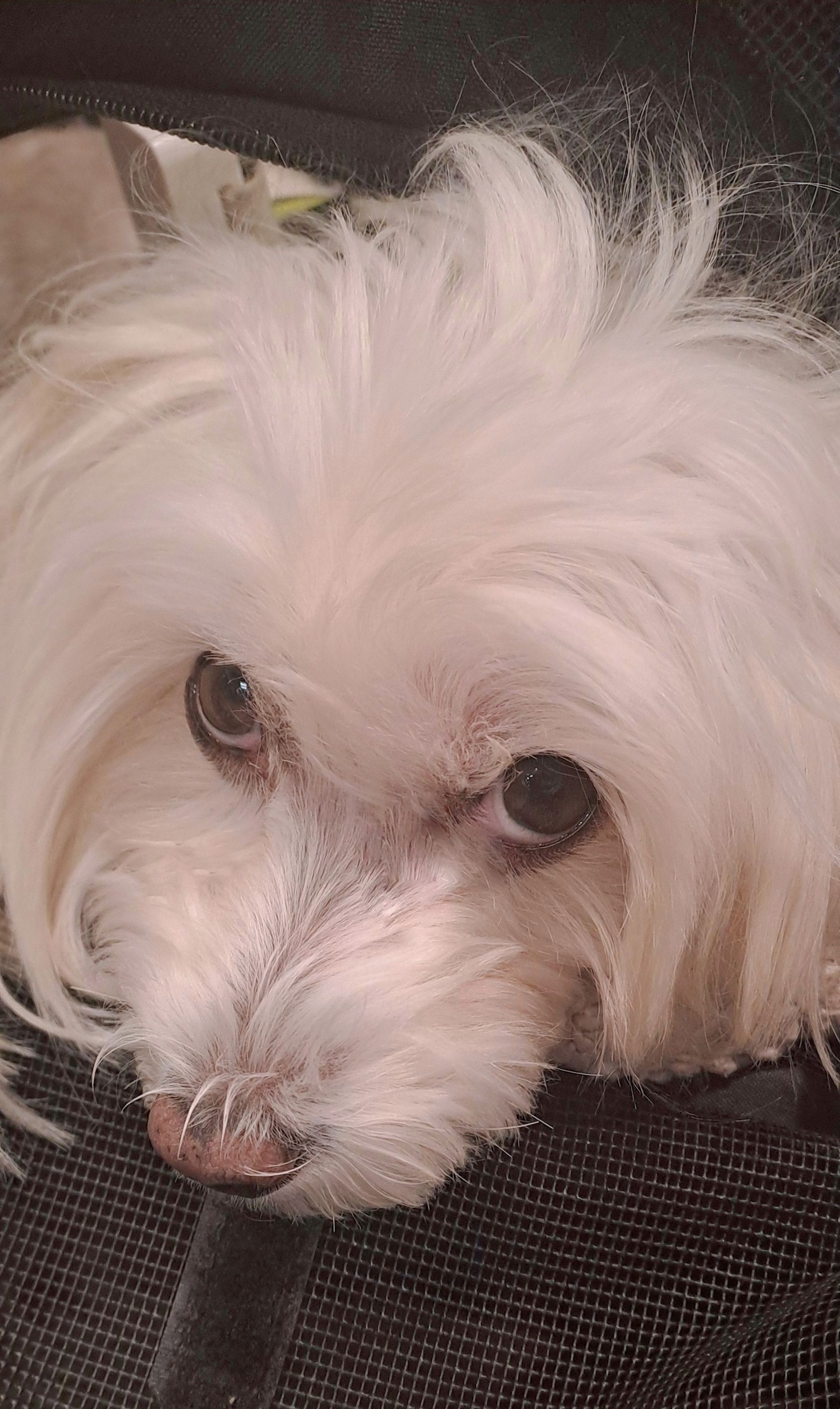 It's been a while since I've made this kind of post.
The Magical Floof and I are at the airport, waiting for our flight home. Of course it's been delayed twice, but such is life. We're both worn out, but happily so✨✨🎵🎶🎵