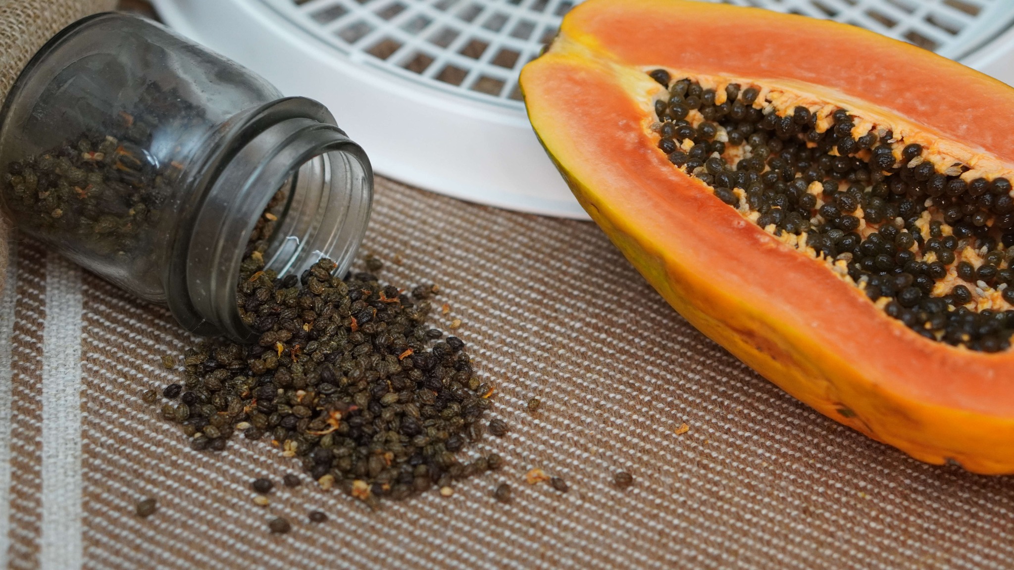 How to Make Papaya Seed Pepper
Papaya seeds often get tossed away, but they hold a surprising culinary secret. When dried and ground, these seeds create a unique pepper substitute with a peppery flavor and a hint of fruitiness. This natural spice can add a fresh twist to your dishes, offering a pepper alternative that is both flavorful and packed with nutrients. If you enjoy experimenting in the kitchen, learning how to make and use papaya seed pepper can open up new taste possibilities.
Wisdom Preserved Website https://wisdompreserved.life/creative-ways-to-make-and-use-papaya-seed-pepper-in-your-cooking