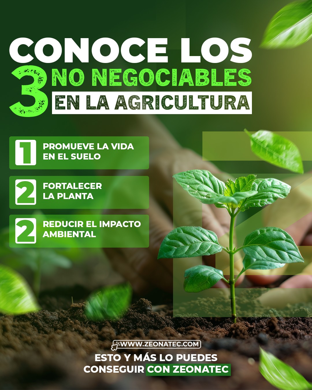 La agricultura tiene algo curioso: puedes negociar precios, tiempos o métodos… pero hay tres cosas que la tierra no negocia.
🌱 Vida en el suelo
Un suelo vivo es un suelo productivo. Microorganismos activos significan mejor nutrición y raíces más fuertes.
🌿 Plantas fuertes
Cuando la planta está bien nutrida, resiste mejor estrés, enfermedades y cambios del clima.
🌎 Menor impacto ambiental
Producir más cuidando el suelo es la única forma de sostener la agricultura en el tiempo.
En Zeonatec trabajamos con minerales y soluciones que ayudan a fortalecer el suelo, la planta y el sistema productivo completo.
🚜 Porque una buena cosecha empieza debajo de la tierra.
#Agricultura #SueloVivo #NutriciónVegetal #AgriculturaSostenible #Zeonatec 🌱