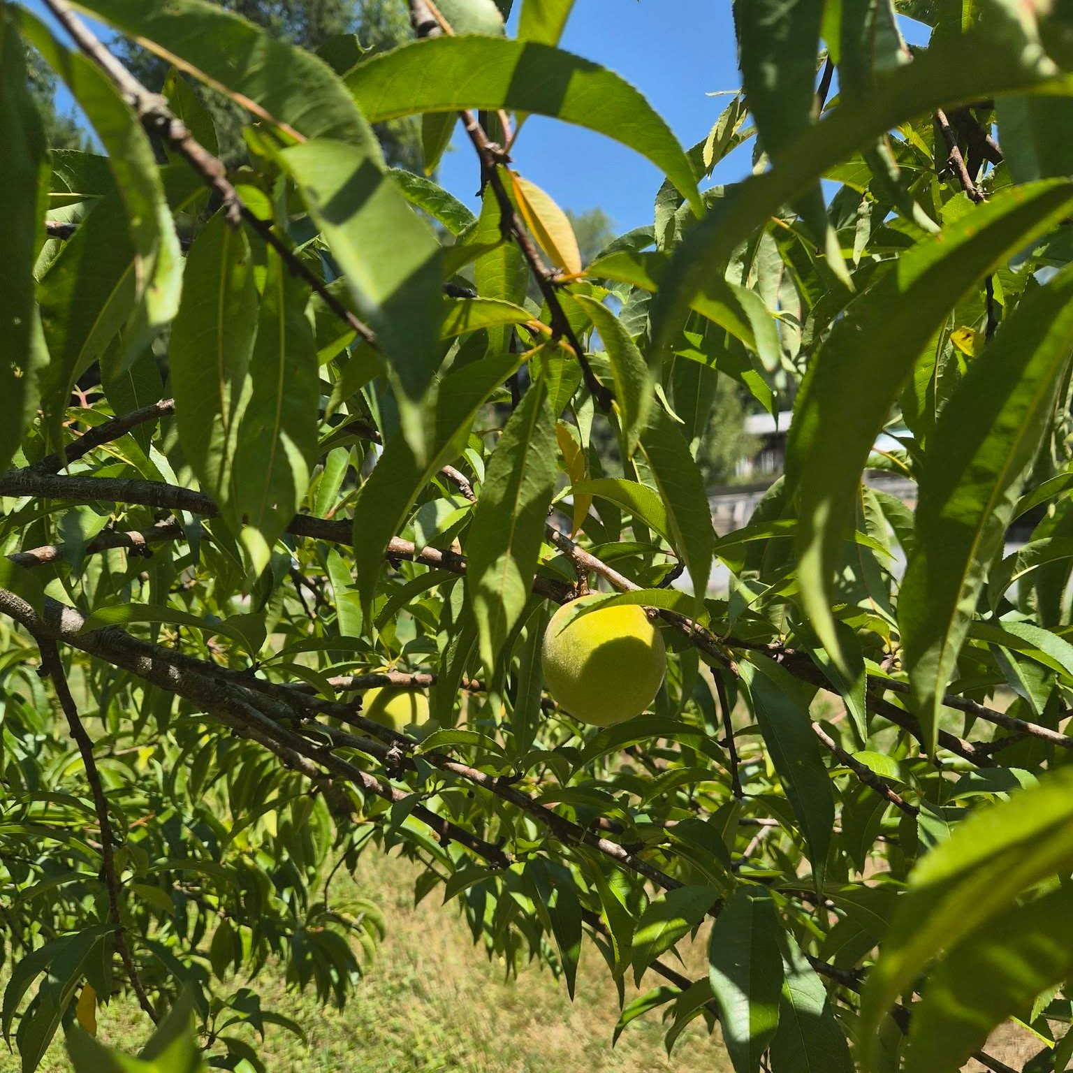 Happy Pi Day! 🥧
π (3.14) is the number mathematicians use to measure circles. Circles appear all over the natural world, from the rings inside a tree to fruit growing on a branch.
Last summer, our peach tree produced exactly one peach. Unfortunately, something got to it before we could. Hopefully, whoever pinched it enjoyed the snack!
Maybe this year we’ll have enough for a pie. #thevalleyfellowship #sullivancountyny #piday #JoyInTheGarden