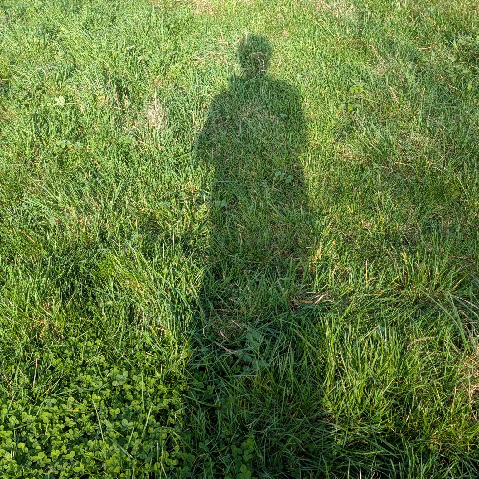 Today I went for a walk with my shadow - yes the sun was shining!! - and Poppy who when the studio is open takes her meeter and greeter duties very seriously.
#spring #simplicity #simplejoys #countryliving #cockerspaniel