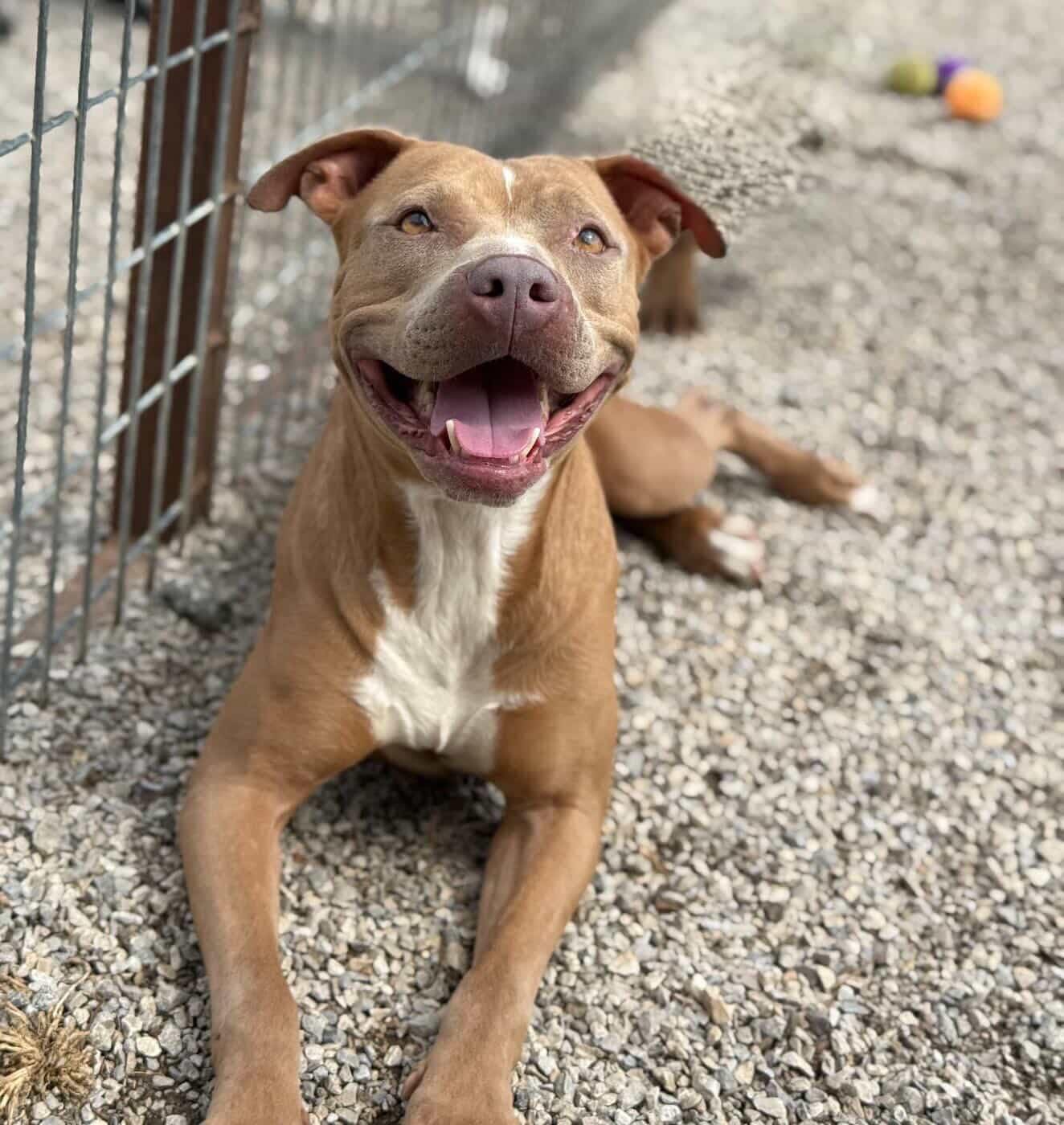 Bonnie (A005992171) | 5 Years Old | ~40 lbs | Available for Adoption, Foster, or Rescue
Bonnie has been overlooked at the shelter for 79 days now, and honestly? We can’t figure out why. This girl is practically perfect. Found as a stray on December 9th, Bonnie is an itty bitty 40-pound sweetheart with a smile that never quits. She’s been in multiple play groups and gets along beautifully with other dogs — she’s great with older dogs and patient enough to put up with even the most annoying puppies. At just 5 years old, she’s got so much life and love left to give, and all she’s missing is a family to give it to.
Bonnie is available for adoption, foster, or rescue at Fort Worth Animal Care & Control – Silcox, located at 4900 Martin Street, Fort Worth, TX 76119. If you’d like to meet this perfect girl, please email FWACCfoster@fortworthtexas.gov!