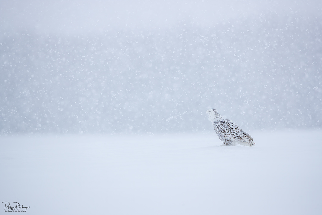 Mon pays c'est l'hiver ❄🦉
Philippe DE-BRUYNE© Mon regard sur la nature
La vente d'impression est un excellent moyen de m'encourager 🙏
#nature #wildlifephotography