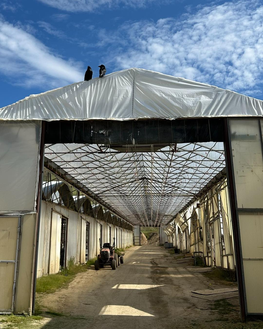 I spy with my little eye… can you see them? This is Ivan and Evie, our resident ravens at Ward’s. They have had a constant presence here for quite a while now. Don’t keep any food out because they will find it and they will eat it. Nothing is safe, but we still love them.