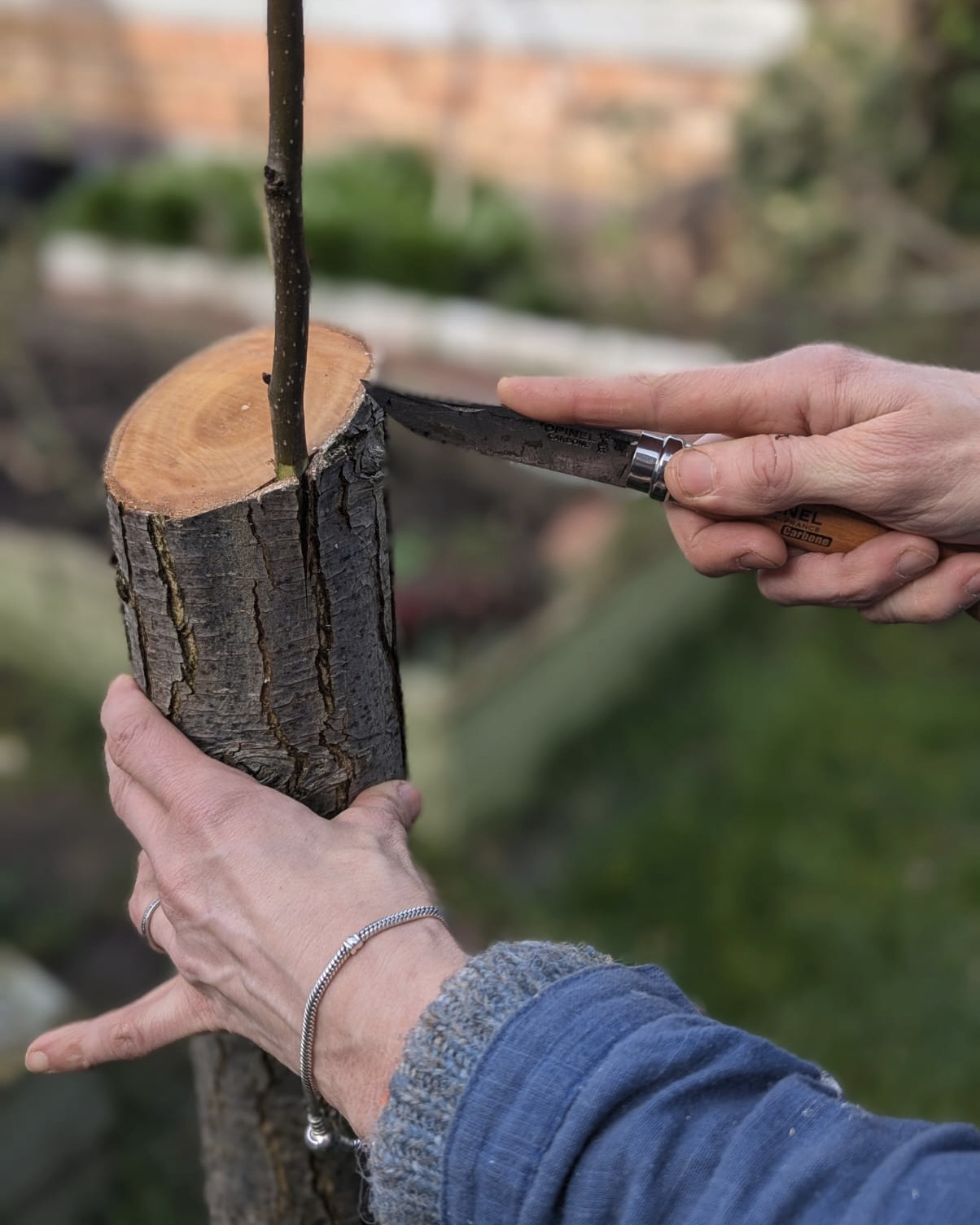 Look at this beautifully grafted #PearTree in #BalsallHeath! Hopefully this will grow into a thriving tree.