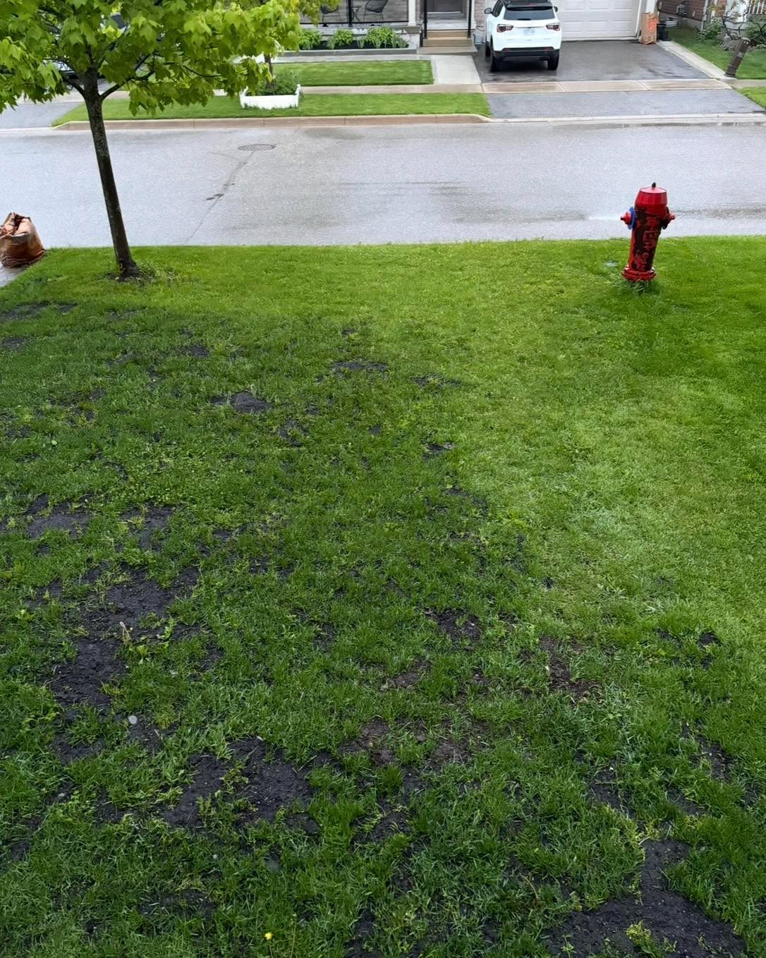 We had a little extra soil one day and we decided to have some fun. We applied half of the lawn with soil (Triple Mix) *NO seed - just soil. Waited a week to see what the lawn looked like. Home owner hadn’t been watering the lawn either, just all natural precipitation and dew was all the lawn received. And look at how much greener the left side of the lawn is. Can you guess which side received the top dressing? Visit www.vikingsoil.ca to get your lawn greener today.