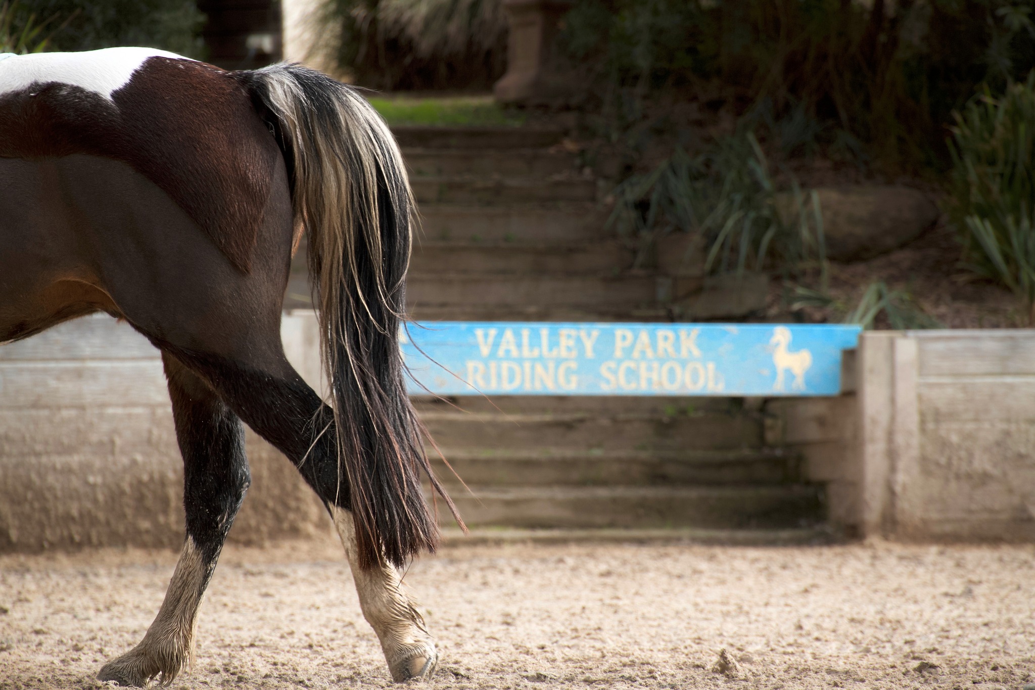 ☀️ Term 1 so far has been a dream in the sunshine
We’ve been so lucky to enjoy so many beautiful sunny riding days, watching our riders enjoying their lessons, build confidence and making progress.
If you’ve been thinking about getting back in the saddle, casual lessons are available, making it the perfect time to come and ride. It's the perfect time to secure a regular spot for Term 2...
📅 Term 2 lessons are now booking
✔ Beginner to advanced riders
✔ Lessons available 7 days a week
✔ New and returning riders welcome
✔ New Group, Casual, Semi-Private and Private slots available
Our horses and ponies are ready and waiting!