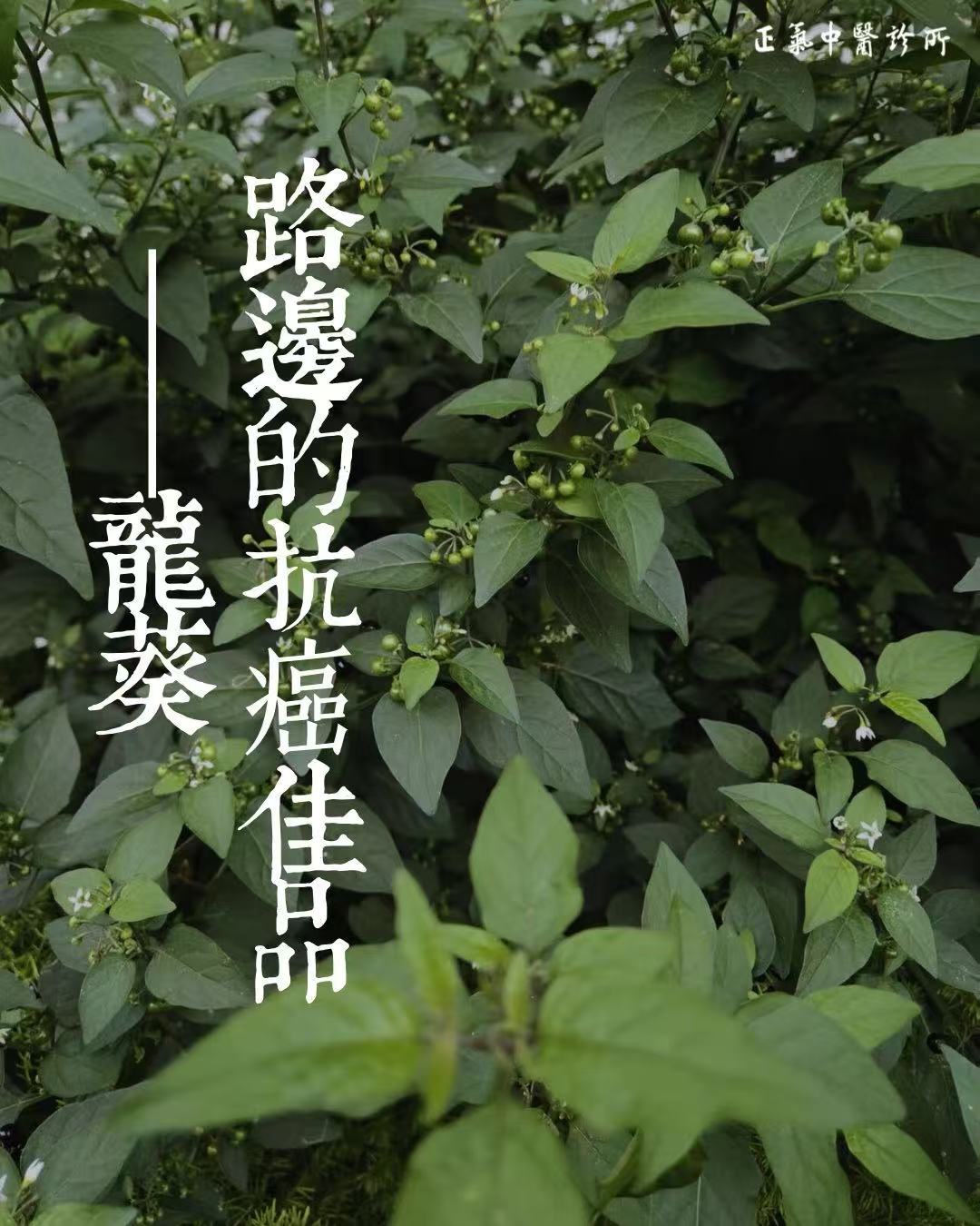 今天特別分享一種抗癌效果很好的野菜——龍葵。在中醫臨床中用於治療肝癌、子宮癌、卵巢癌、胃癌、大腸癌等均有一定療效。這段時間正是龍葵當令的季節,路邊花圃,到處可見。
龍葵:性寒、味苦
功能主治:
清熱解毒,活血消腫。治疔瘡,癰腫丹毒,跌打扭傷,慢性氣管炎,急性腎炎。用於瘡癰腫毒、皮膚濕疹、小便不利、老年慢性氣管炎、白帶過多、前列腺炎、痢疾。
龍葵子:性寒味苦,具有清熱解毒、