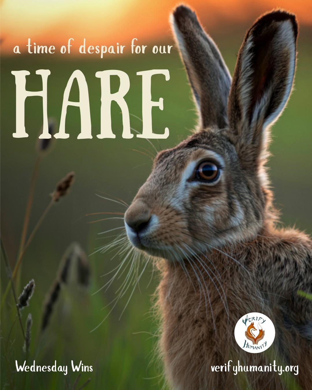 It's #WednesdayWins! 🏆
This week we are celebrating the governments announcement to include a closed season for hare hunting in the Animal Welfare Strategy. An unexpected victory for wildlife rights. In the world of compassionate conservation we are often surrounded by bad news so let's celebrate our animal victories! Use our #VHWednesdayWin hashtag to get involved!
Hares in England and Wales are under constant threat from shooting — even during their breeding season. This is unlike most European countries, where a close season is in place. Current laws are outdated and ineffective, dating back to the 1800s.
A hare’s breeding season runs from February to October. Introducing a close season would help ensure hares are protected during this vital time.
With growing threats from habitat loss and hunting, this small change could make a huge difference to hare welfare and wellbeing.
Thank you to UK Government for sharing this brilliant news! #WednesdayWins which we love!
Source
Gov UK - Policy paper - Animal welfare strategy for England - 22nd December 2025
#hare #hareuk #animalwelfare #breedingseason #harehunting