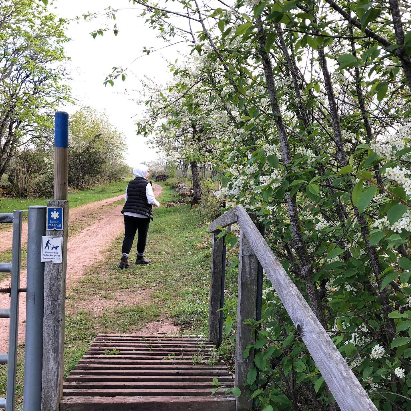 Oxelbacken- lika vacker men inte lika välbesökt som Österplana hed på Kinnekulle. En liten grusväg leder till parkering varifrån man kan gå till denna unika plats. Vandrar man Kinnekulleleden så går den förbi här och är en utmärkt plats för ett stopp och fika.
Här är slåtterängen Vallen med torparstuga från 1877. Här växer flera olika arter av orkideer på senvåren men innan dess blommar det rikligt av vitsippor, gullvivor, mandelblom m.fl. Här hittar man även backsippor och blommande fruktträd.
Om man är intresserad av historia och vill läsa mer om torparstugan och dess invånare så kan man göra det på: https://kinnekullehembygd.se/oxelbacken-osterplana/
.
#naturfotografering #vandringiskaraborg #kinnekulle #kinnekulleleden