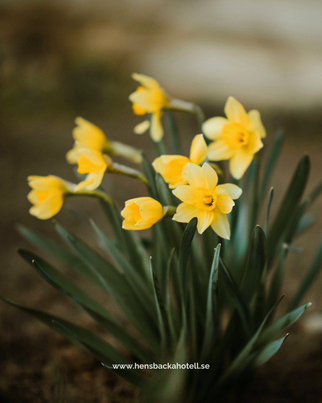 Påsken närmar sig, dagarna blir längre och naturen vaknar till liv! 🌱🐣
Har ni inte planerat något ännu? Se vårt påskpaket på www.hensbackahotell.se